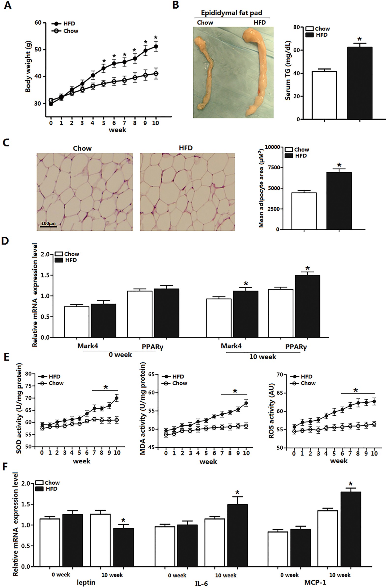 Mark4 promotes oxidative stress and inflammation via binding to PPARγ and  activating NF-κB pathway in mice adipocytes | Scientific Reports