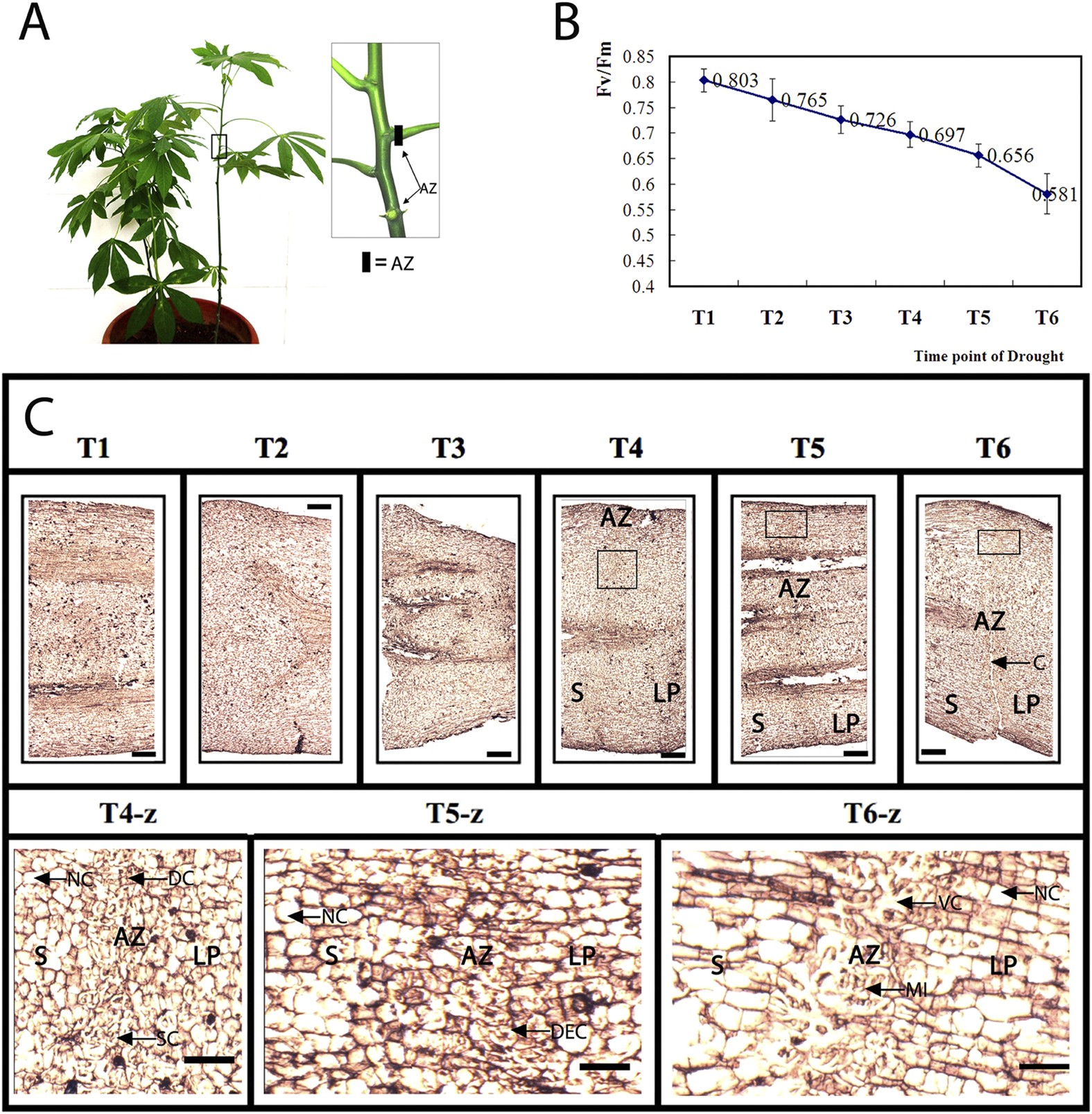 Reactive Oxygen Species Regulate Leaf Pulvinus Abscission Zone