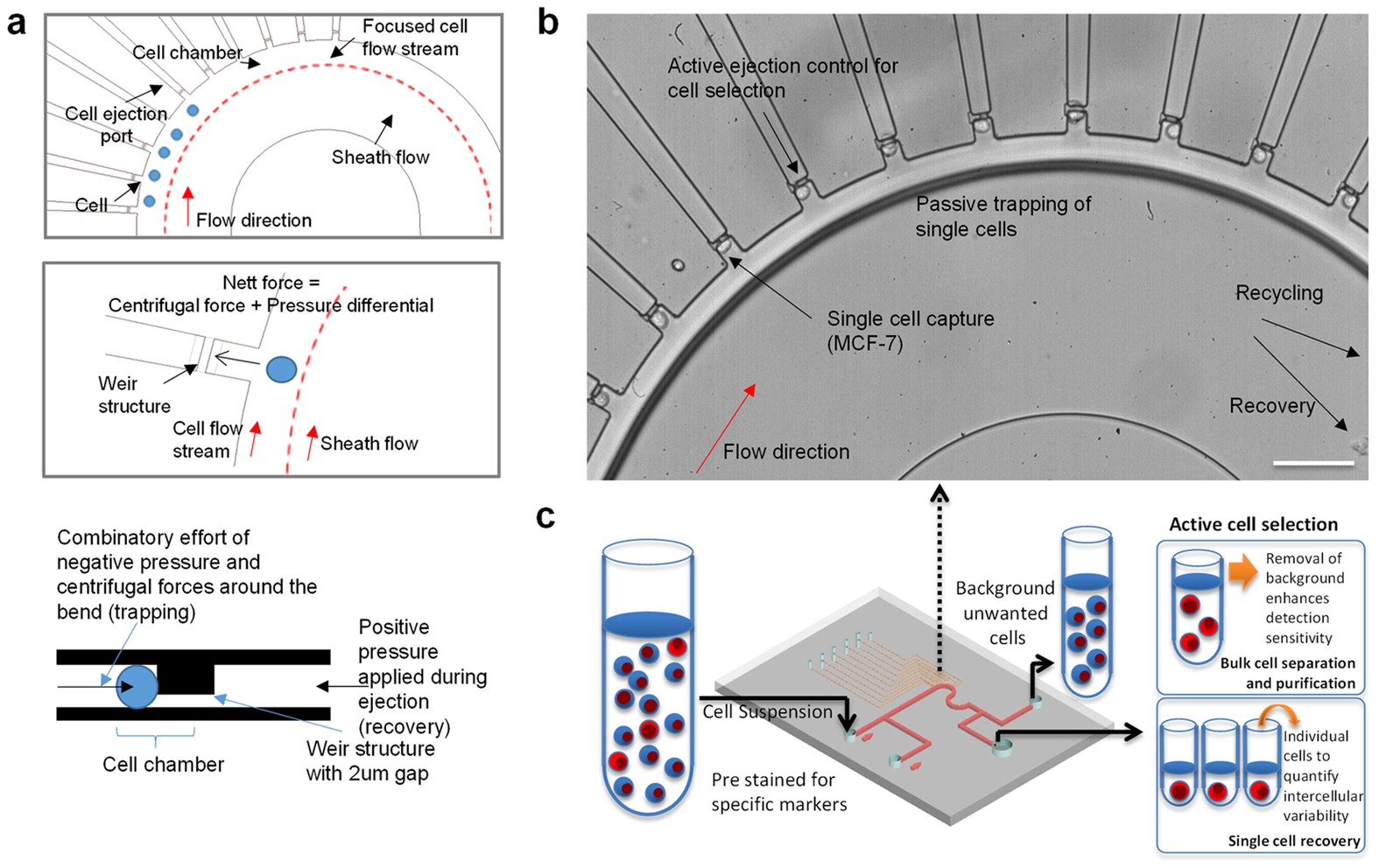 Microfluidic Enrichment For The Single Cell Analysis Of