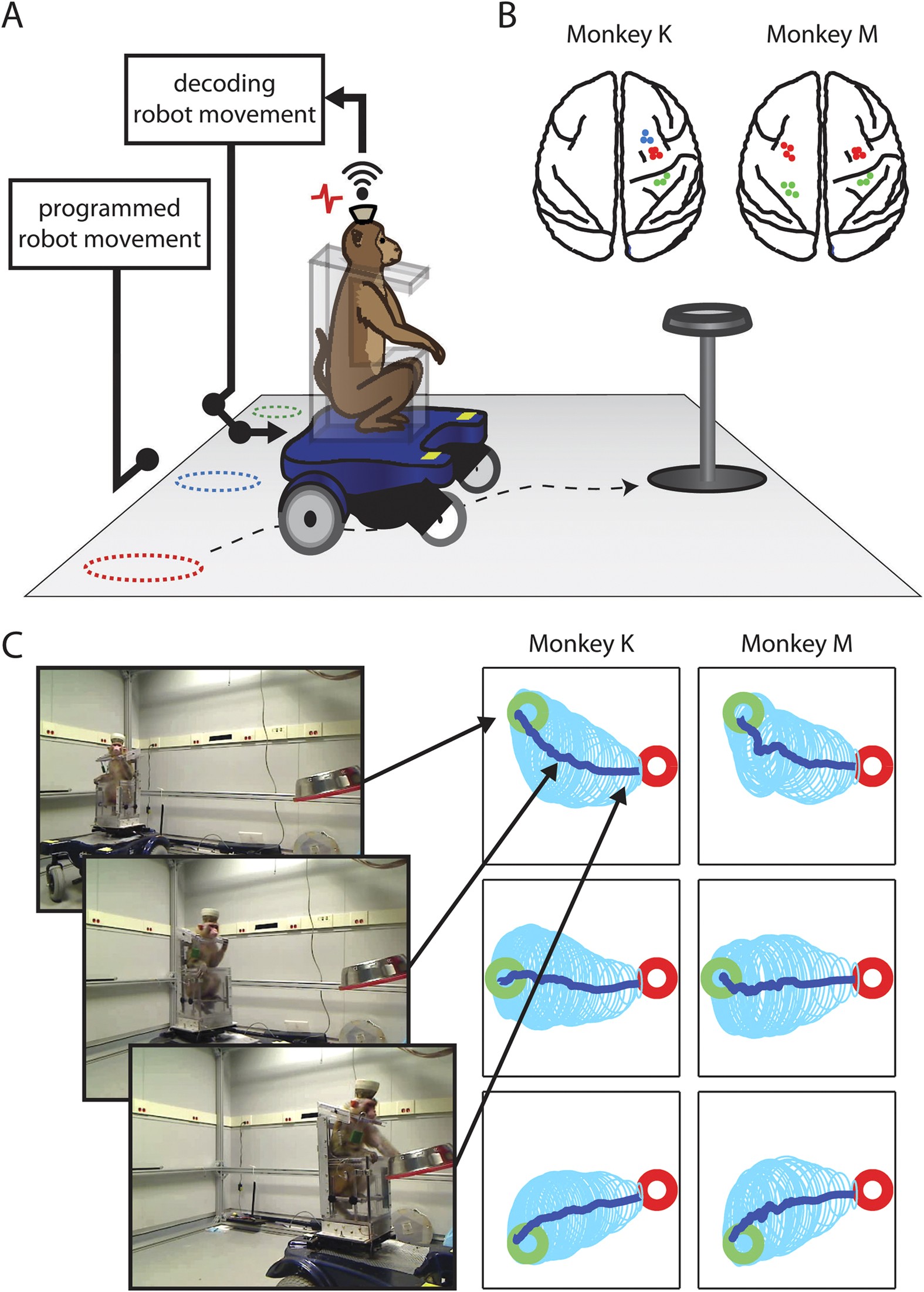 Wireless Cortical Brain-Machine Interface for Whole-Body Navigation in  Primates | Scientific Reports