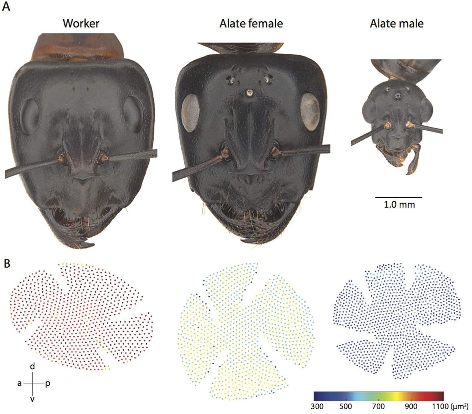 Compound eye and ocellar structure for walking and flying modes of  locomotion in the Australian ant, Camponotus consobrinus | Scientific  Reports