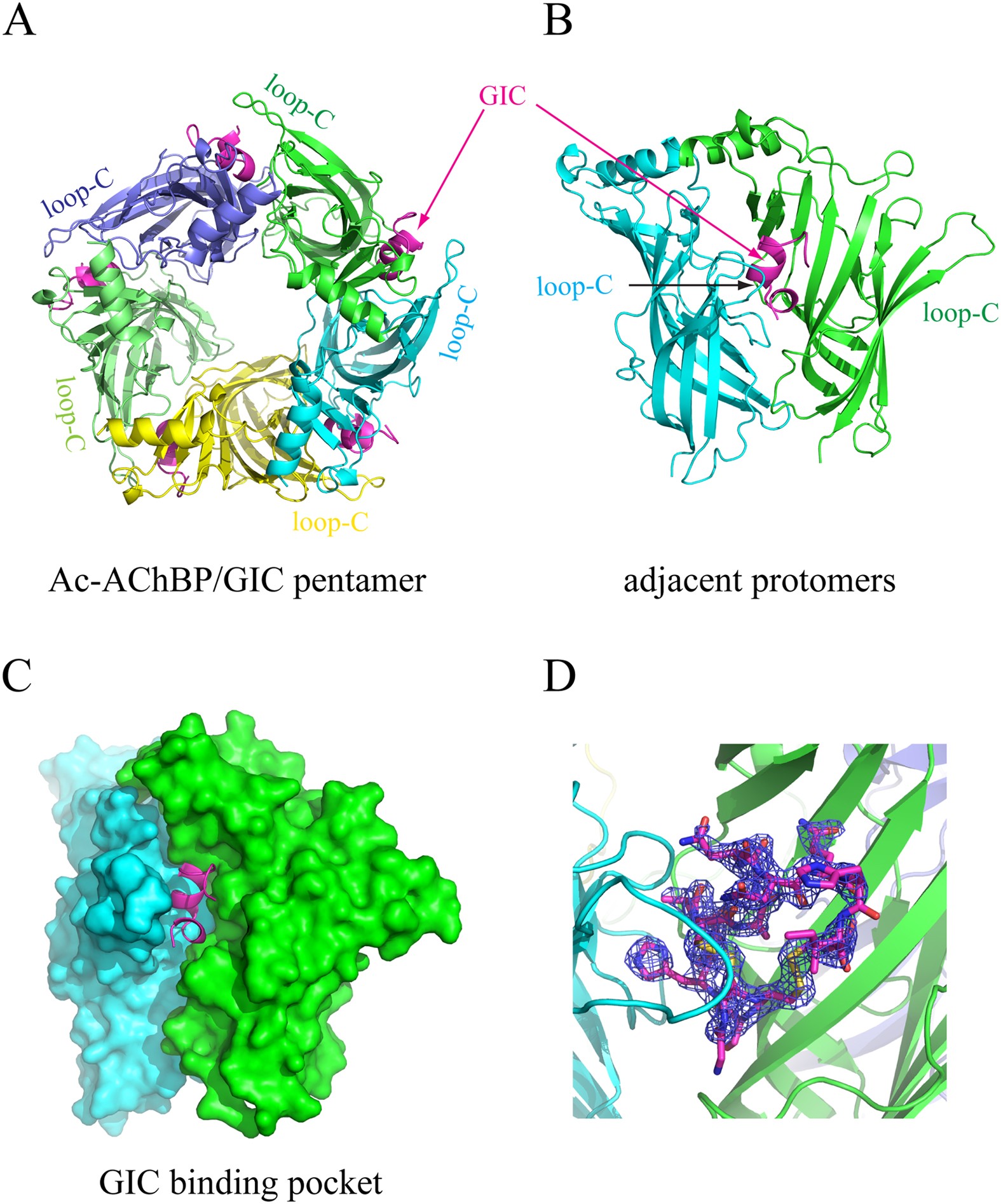 From Crystal Structure Of A Conotoxin Gic In Complex With Ac Achbp To Molecular Determinants Of Its High Selectivity For A3b2 Nachr Scientific Reports