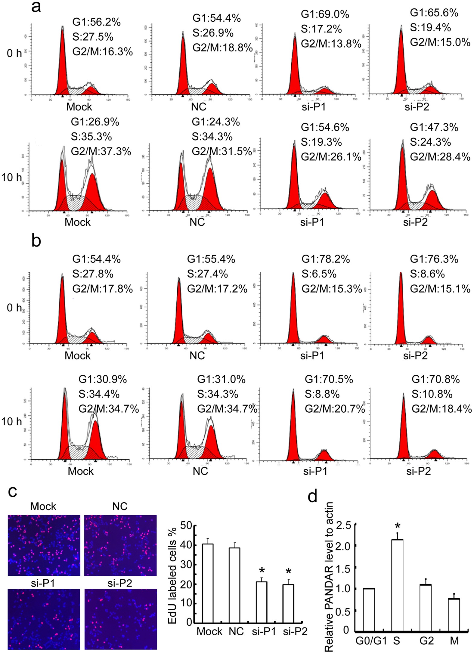 Figure 4: Silence of PANDAR suppresses the G1/S transition of breast cancer cells.