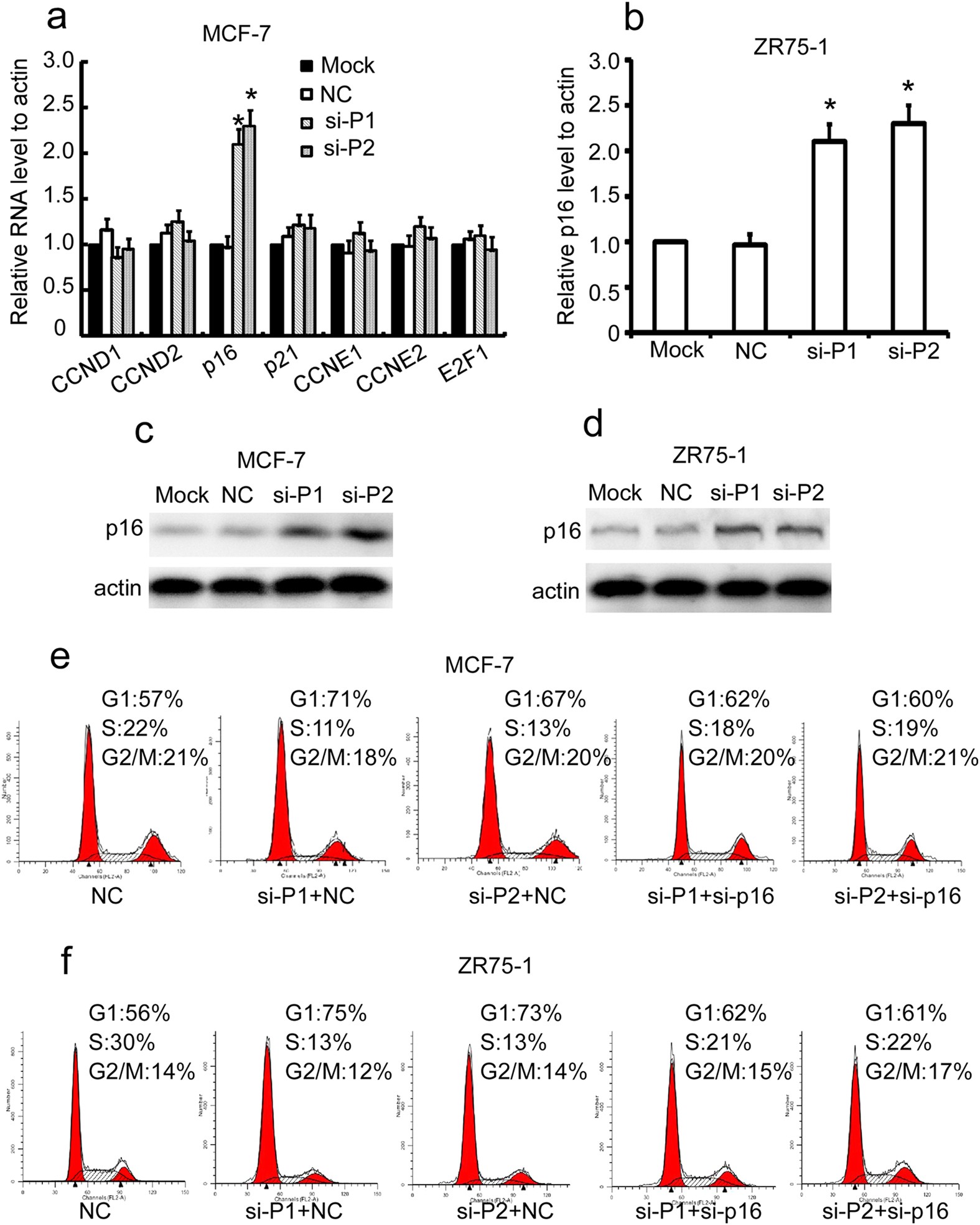 Figure 5: PANDAR regulates the G1/S transition of breast cancer cells partly through the upregulation of p16INK4A expression.