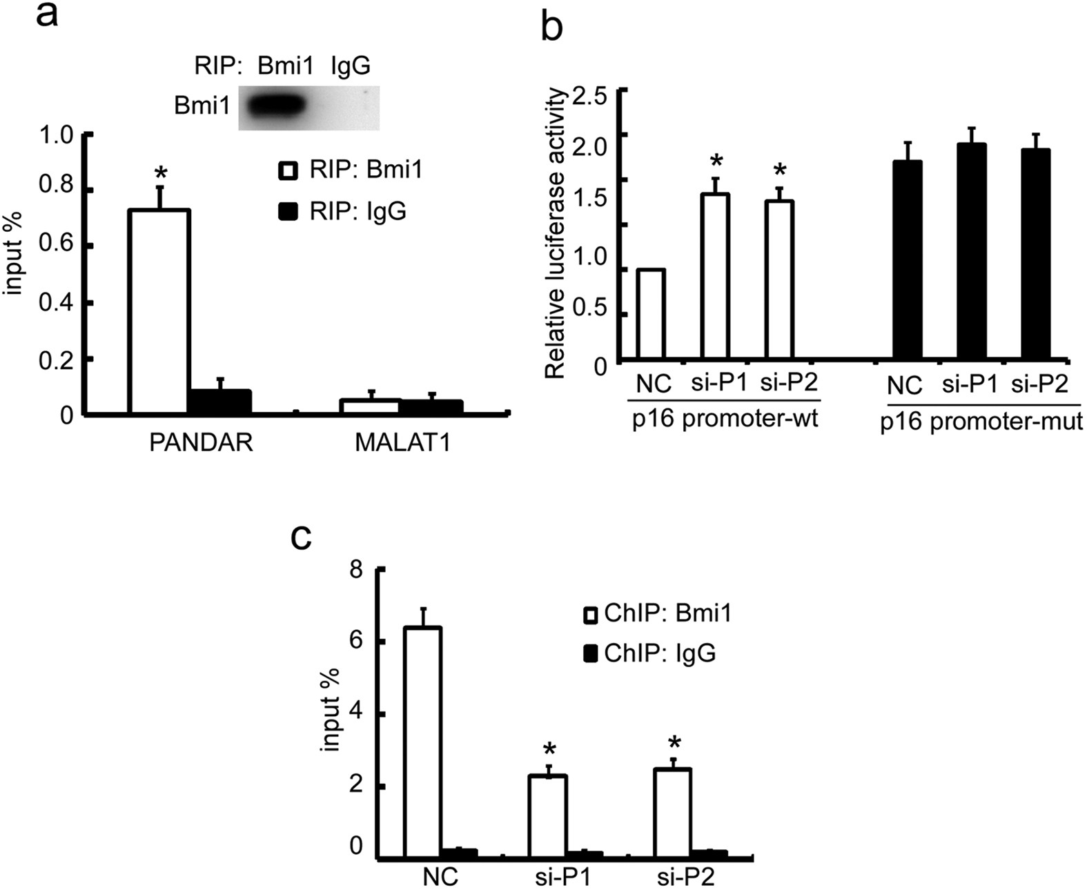 Figure 6: PANDAR controls p16INK4A expression through regulating the recruitment of Bmi1 to its promoter.