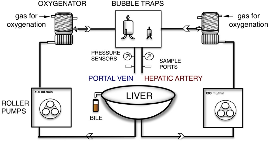 Metabolic profiling during ex vivo machine perfusion of the human liver |  Scientific Reports