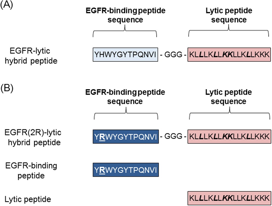 Identification of a novel peptide ligand for the cancer-specific receptor  mutation EGFRvIII using high-throughput sequencing of phage-selected  peptides