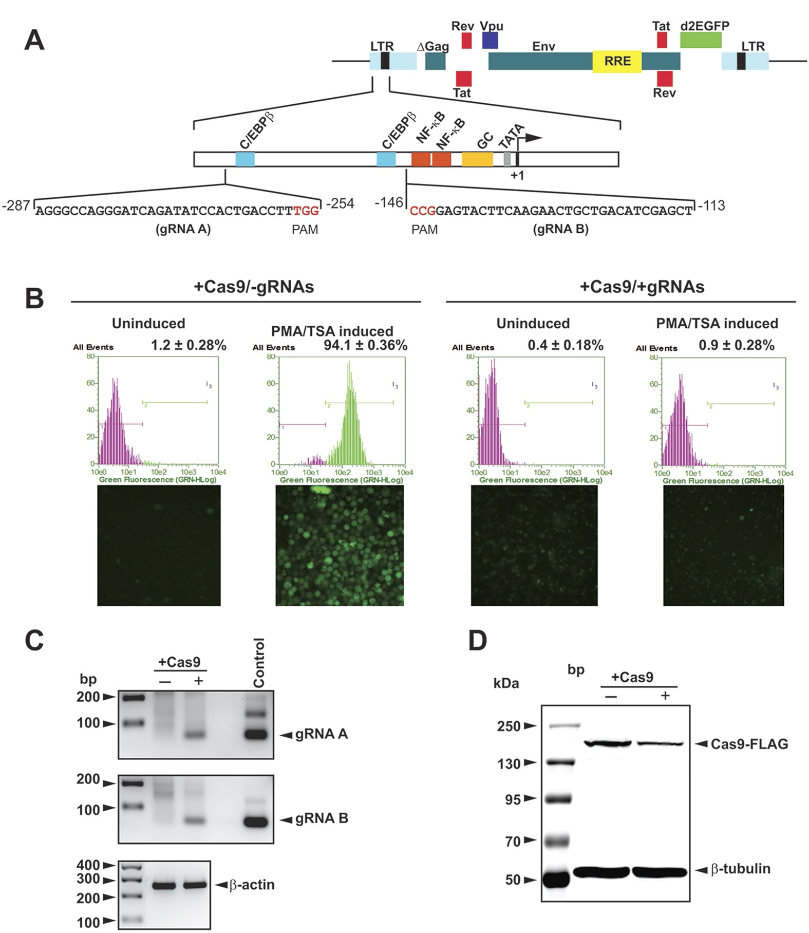 Elimination of HIV-1 Genomes from Human T-lymphoid Cells by CRISPR/Cas9 Gene Editing