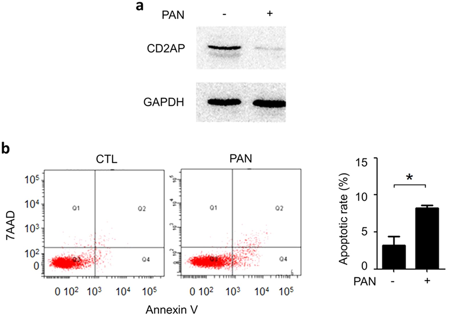 Mitochondrial DNA and TLR9 activation contribute to SARS-CoV-2-induced  endothelial cell damage. - Abstract - Europe PMC