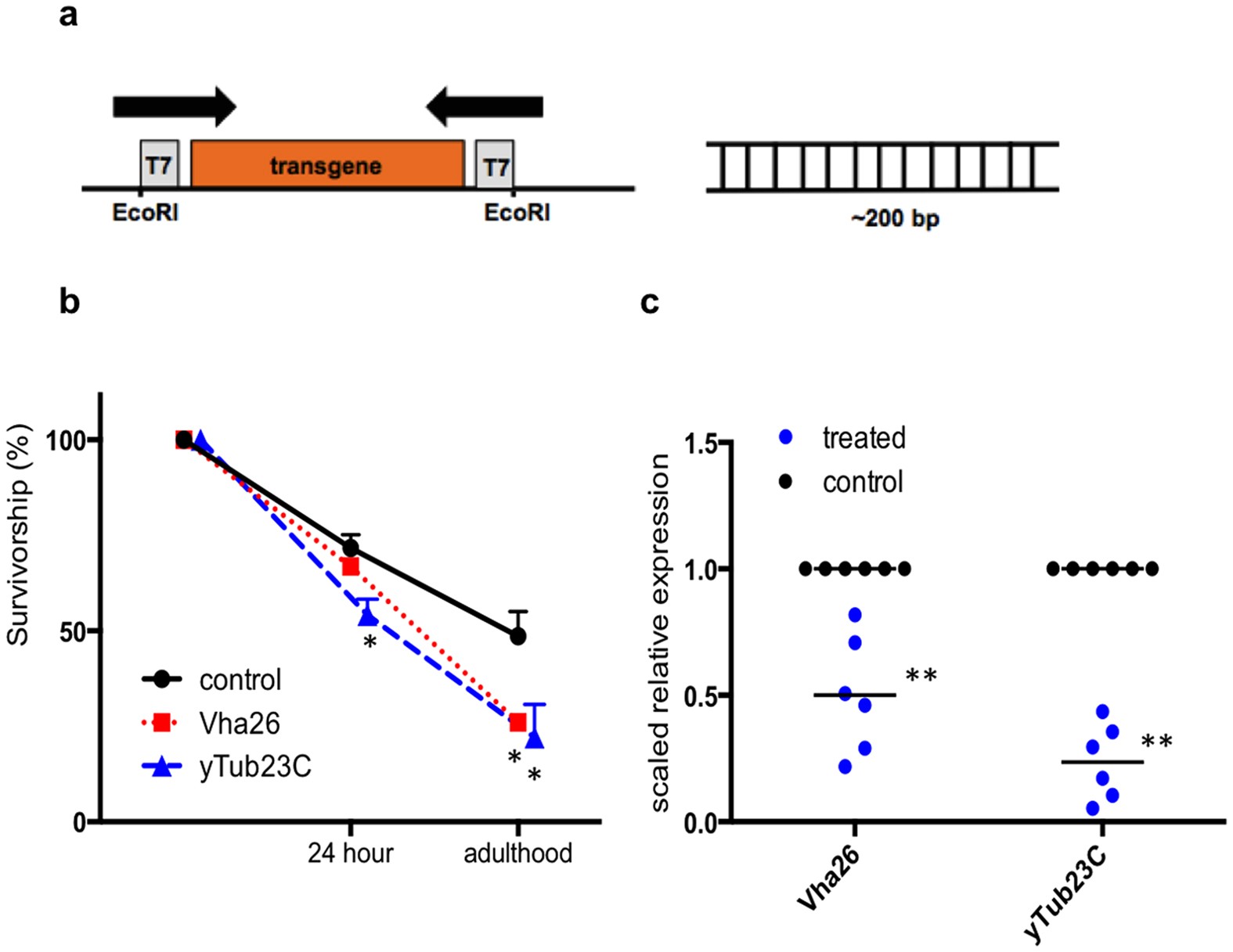 Ingestion of genetically modified yeast symbiont reduces fitness of an  insect pest via RNA interference | Scientific Reports