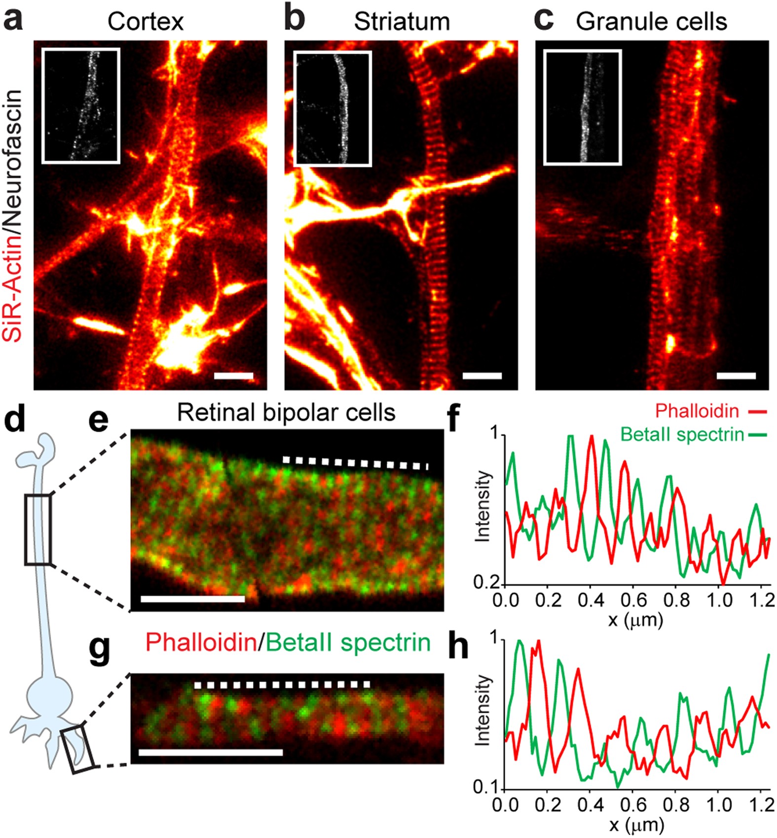Subcortical cytoskeleton periodicity throughout the nervous system |  Scientific Reports