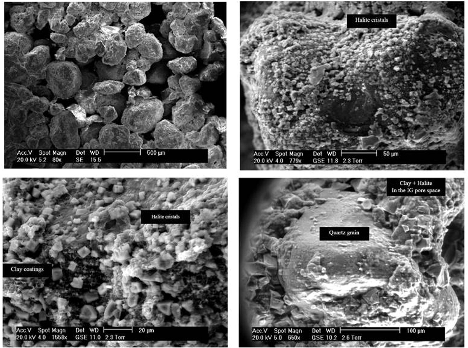 Preservation of ancestral Cretaceous microflora recovered from a  hypersaline oil reservoir | Scientific Reports
