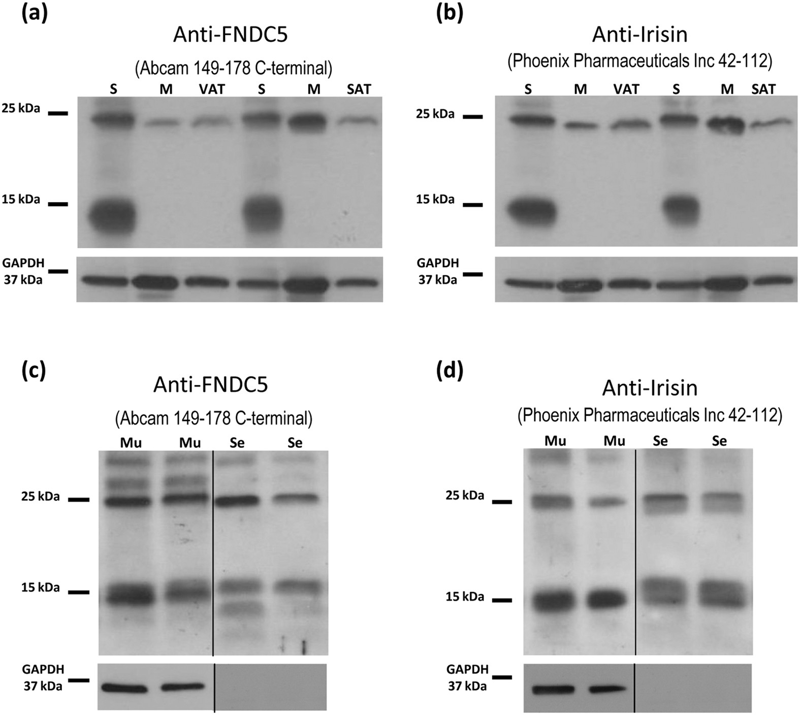 FNDC5 is produced in the stomach and associated to body composition |  Scientific Reports