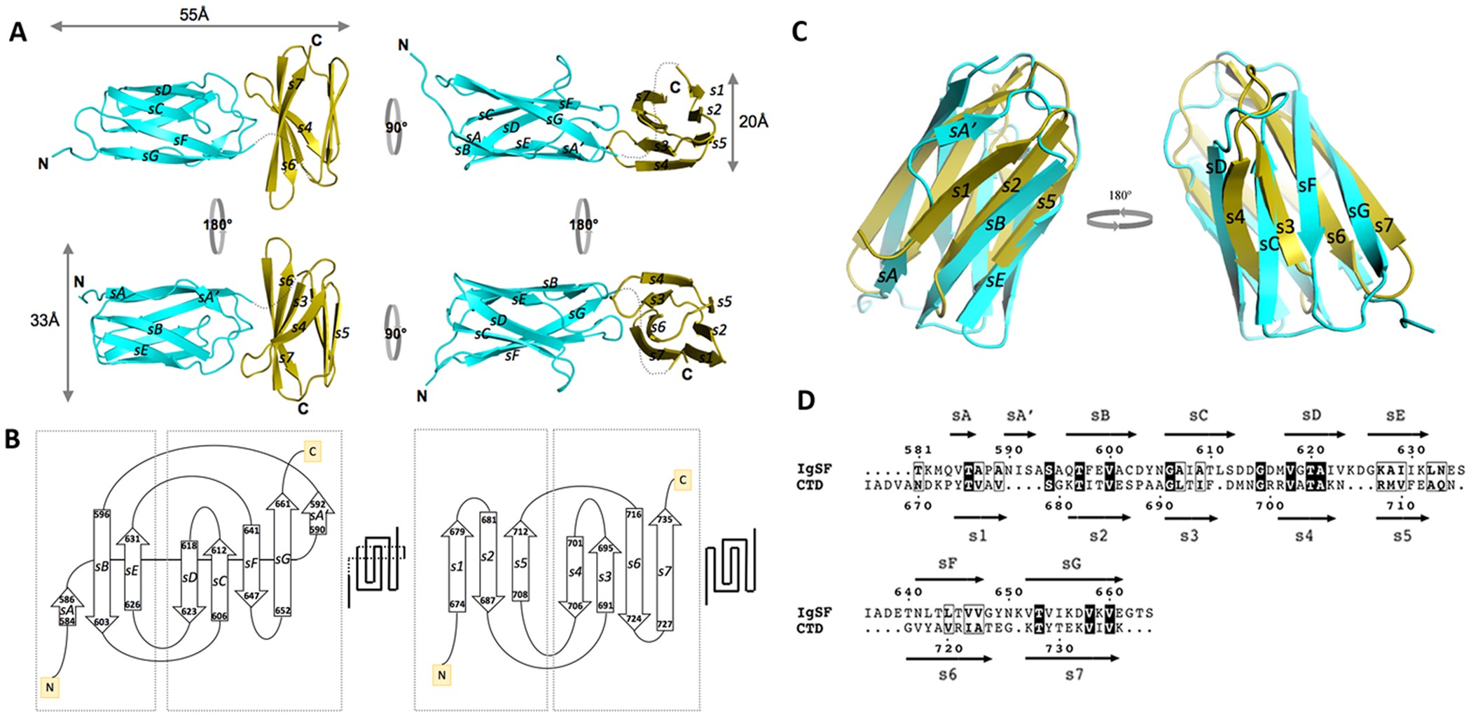 The outer-membrane export signal of Porphyromonas gingivalis type IX  secretion system (T9SS) is a conserved C-terminal β-sandwich domain |  Scientific Reports