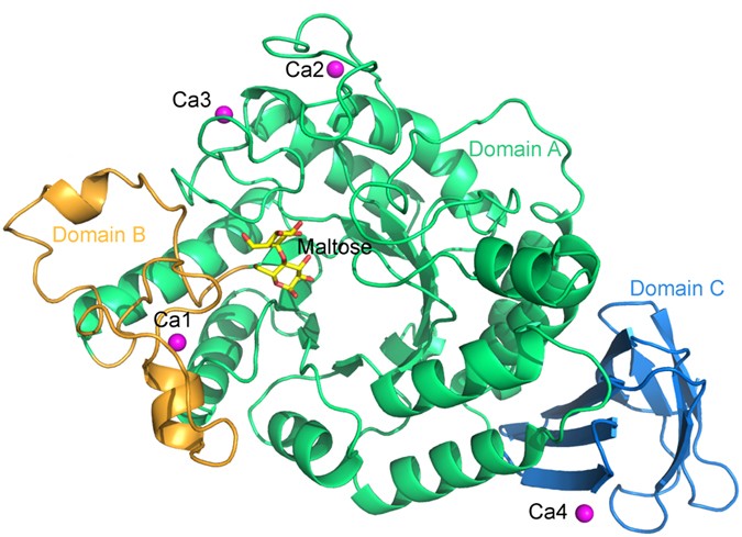 structure and function of amylase