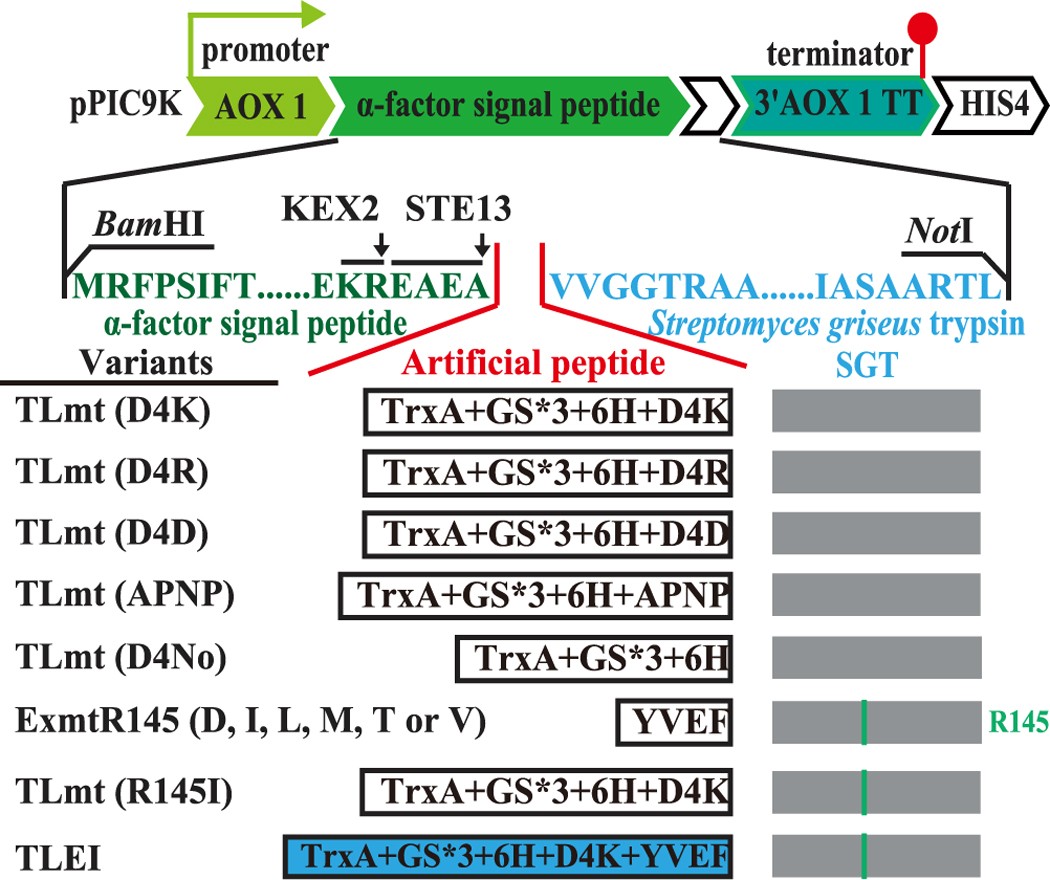 Improved Production Of Active Streptomyces Griseus Trypsin With A Novel  Auto-Catalyzed Strategy | Scientific Reports Improved Production Of Active Streptomyces Griseus Trypsin With A Novel  Auto-Catalyzed Strategy | Scientific Reports