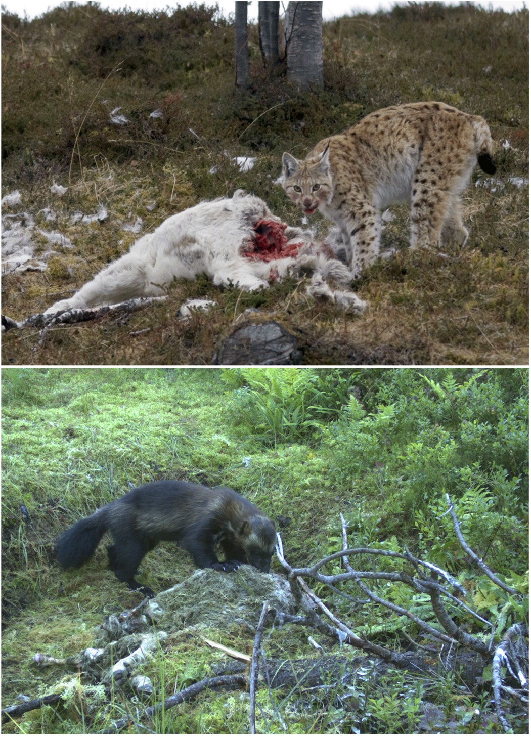 Tracking neighbours promotes the coexistence of large carnivores | Scientific Reports Tracking neighbours promotes the coexistence of large carnivores | Scientific Reports
