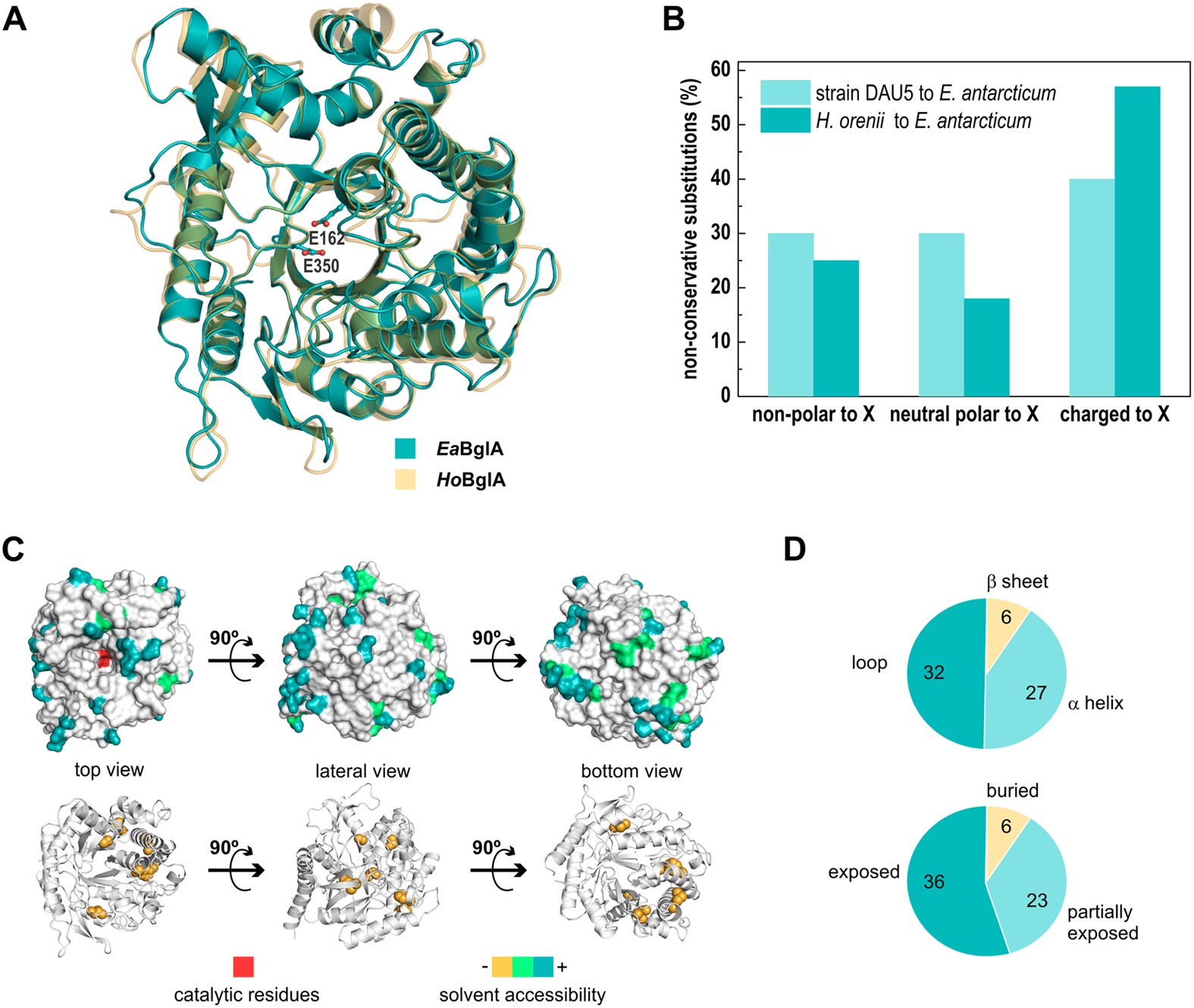 Oligomerization As A Strategy For Cold Adaptation Structure And Dynamics Of The Gh1 B Glucosidase From Exiguobacterium Antarcticum Scientific Reports