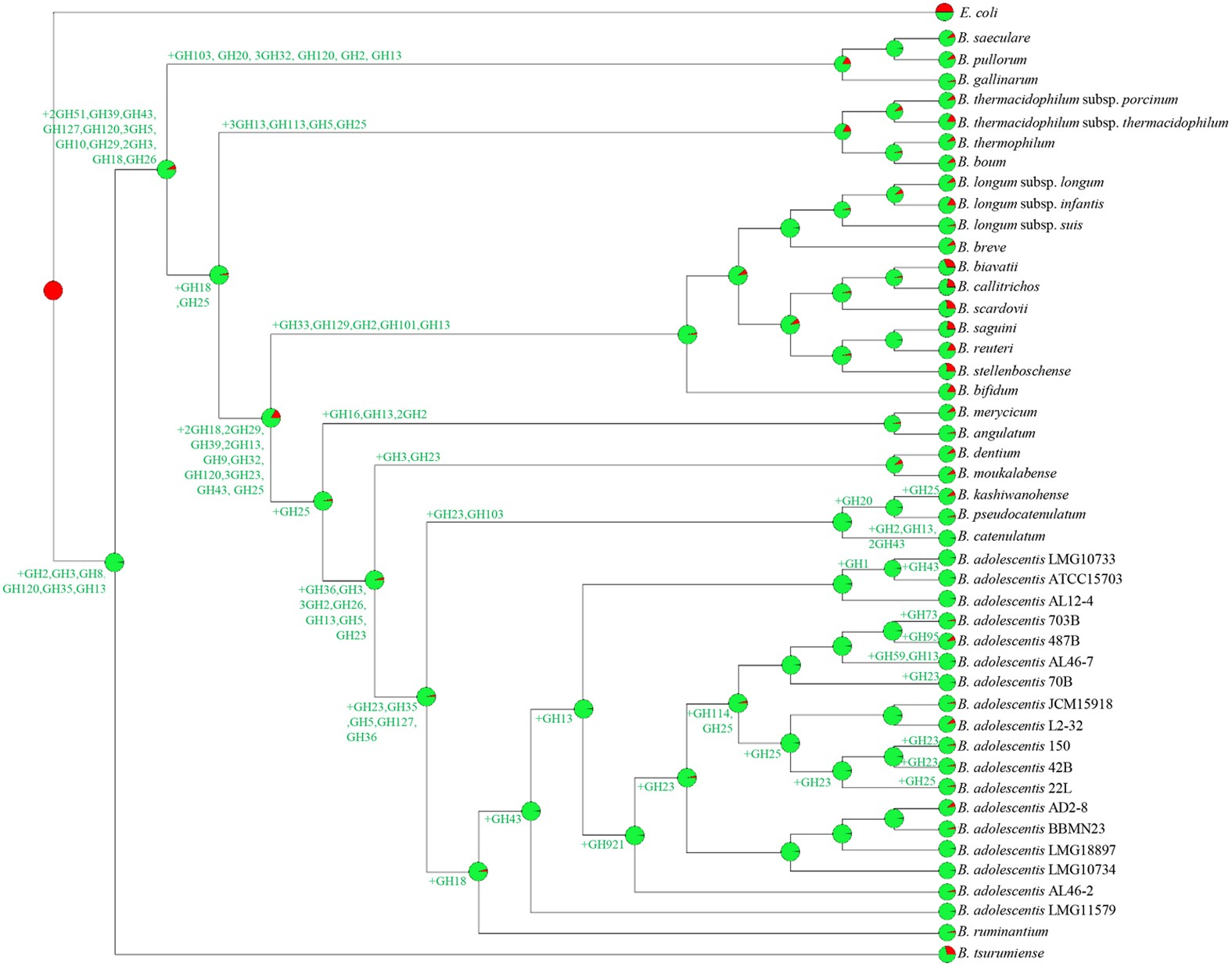 Figure 4: Reconstruction of gene gain and loss events among the analyzed B. adolescentis strains.