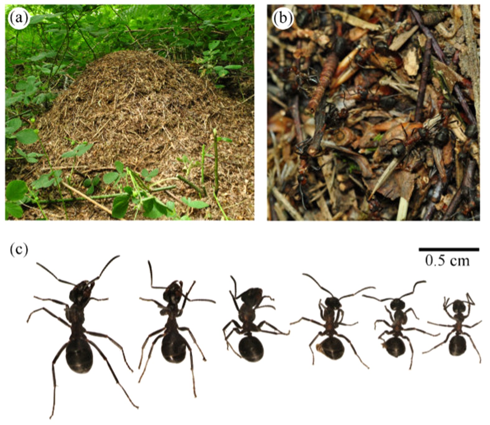 Colony-Level Differences in the Scaling Rules Governing Wood Ant Compound  Eye Structure | Scientific Reports