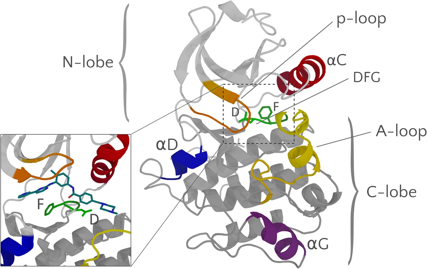 Conformational Fluctuations and Induced Orientation of a Protein