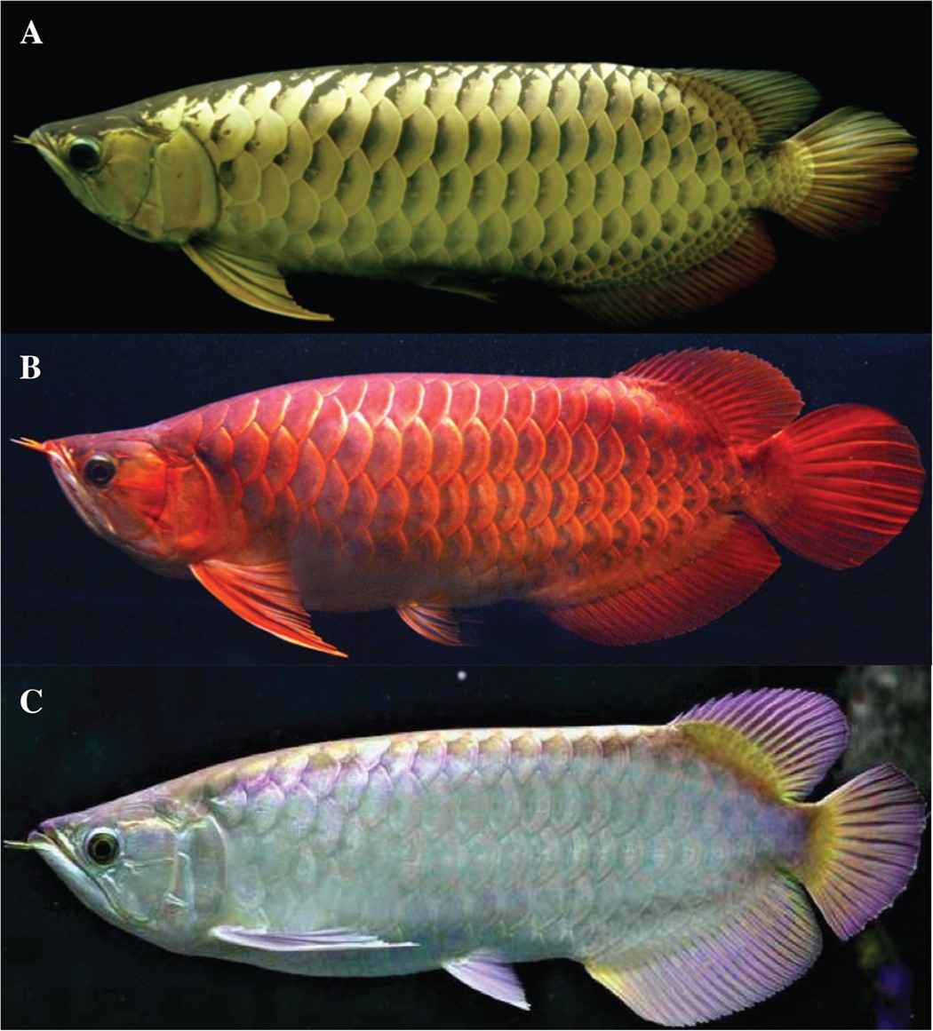 PDF) Some Biological Aspects of Four Fish Species in East Hammar