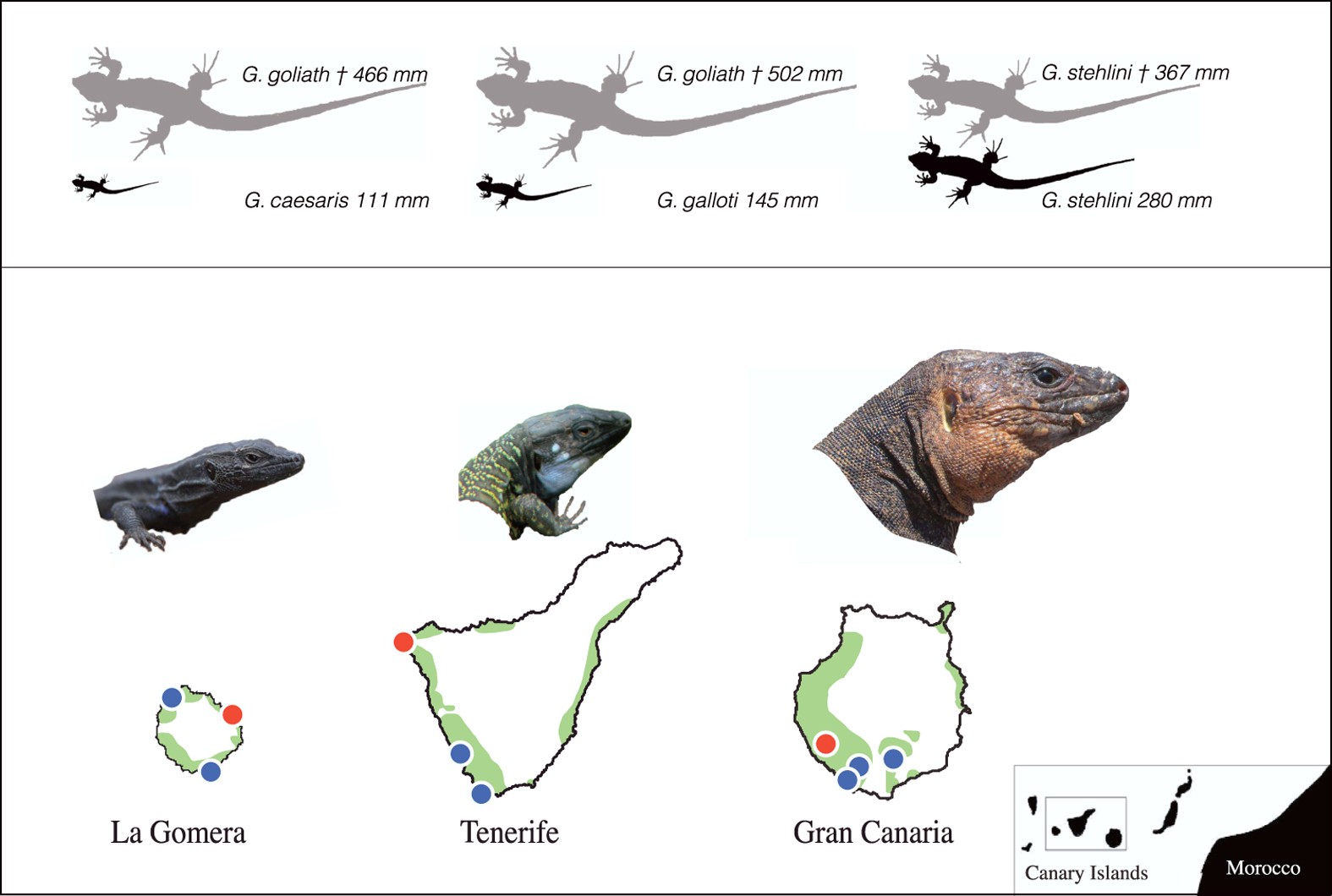 The signatures of Anthropocene defaunation: cascading effects of the seed dispersal collapse | Scientific Reports The signatures of Anthropocene defaunation: cascading effects of the seed dispersal collapse | Scientific Reports