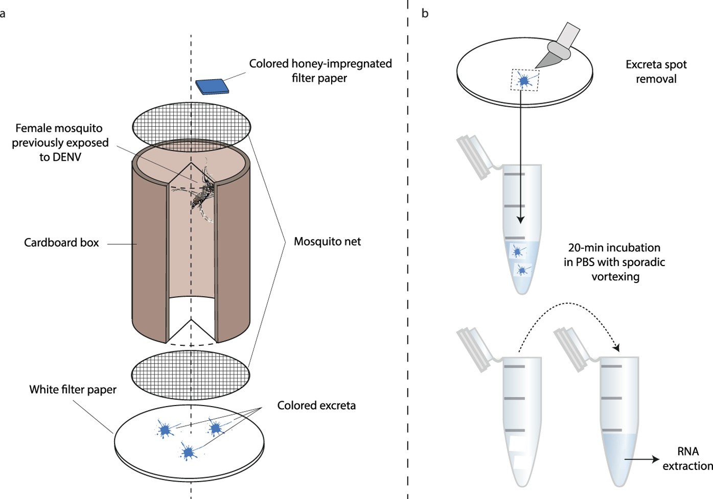 Excretion Of Dengue Virus Rna By Aedes Aegypti Allows Non Destructive Monitoring Of Viral Dissemination In Individual Mosquitoes Scientific Reports