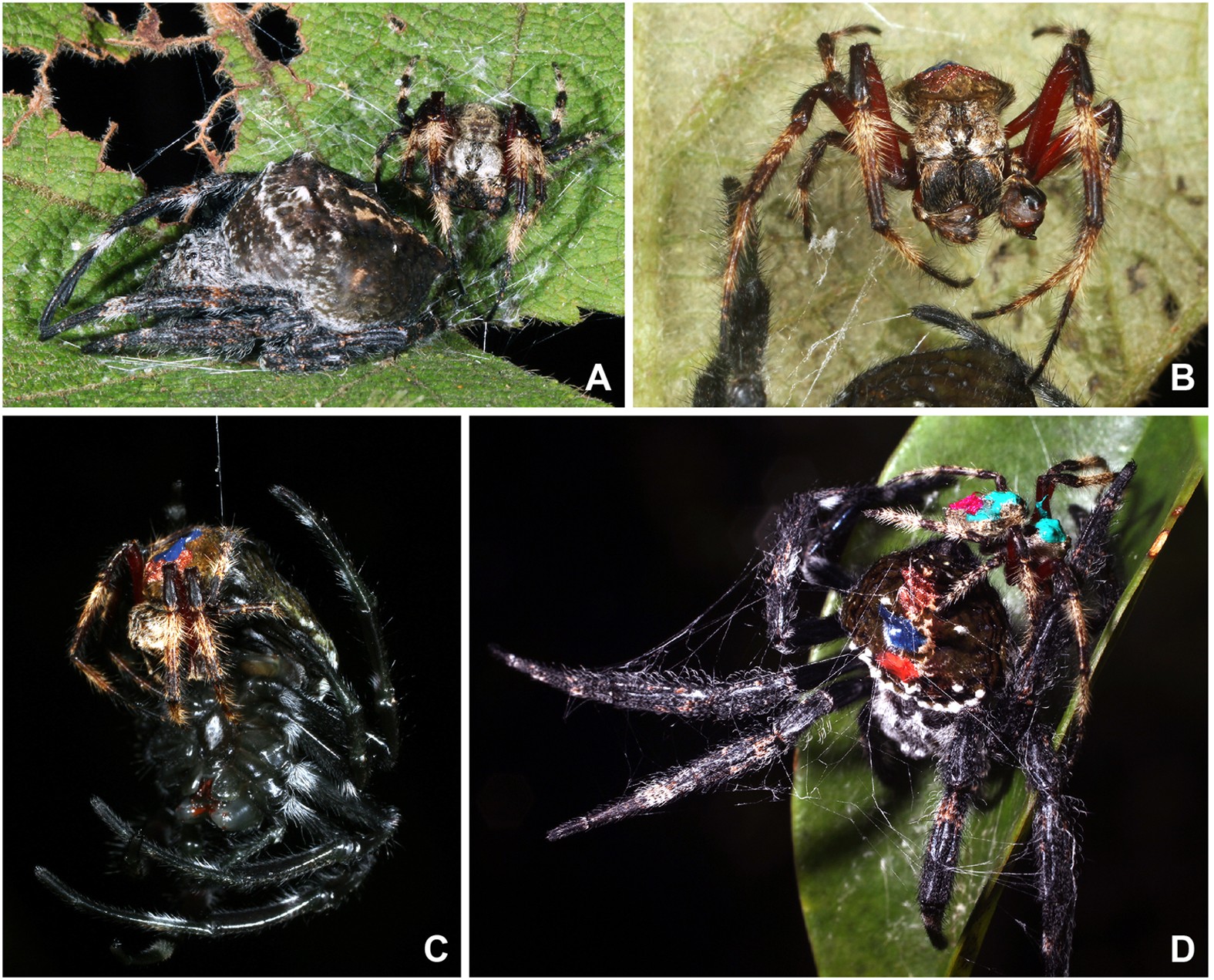 Male orb-weaving spiders fight less in female-dominated colonies