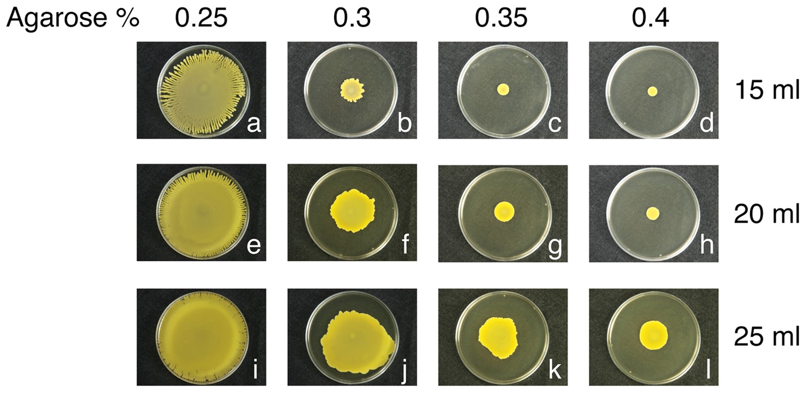 Modulation of Staphylococcus aureus spreading by water | Scientific Reports