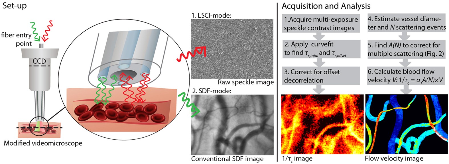 Quantitative blood flow velocity imaging using laser speckle flowmetry |  Scientific Reports