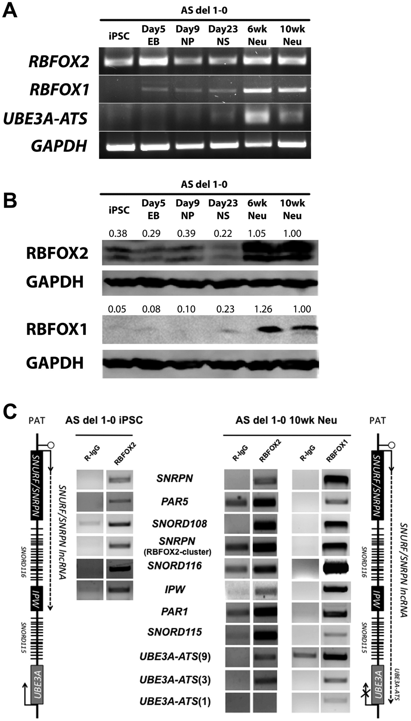 PDF) Translational derepression of Elavl4 isoforms at their alternative 5′  UTRs determines neuronal development