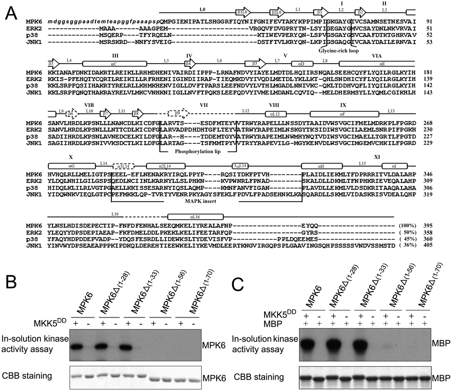 Analysis Of Crystal Structure Of Arabidopsis Mpk6 And Generation Of Its Mutants With Higher Activity Scientific Reports