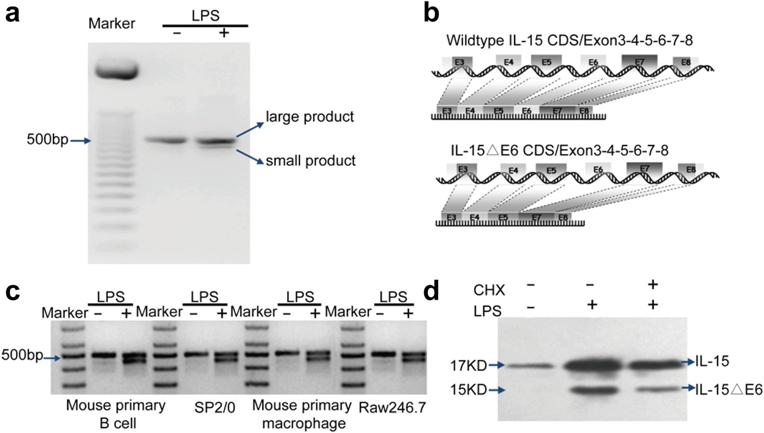 An activation-induced IL-15 isoform is a natural antagonist for IL-15  function | Scientific Reports