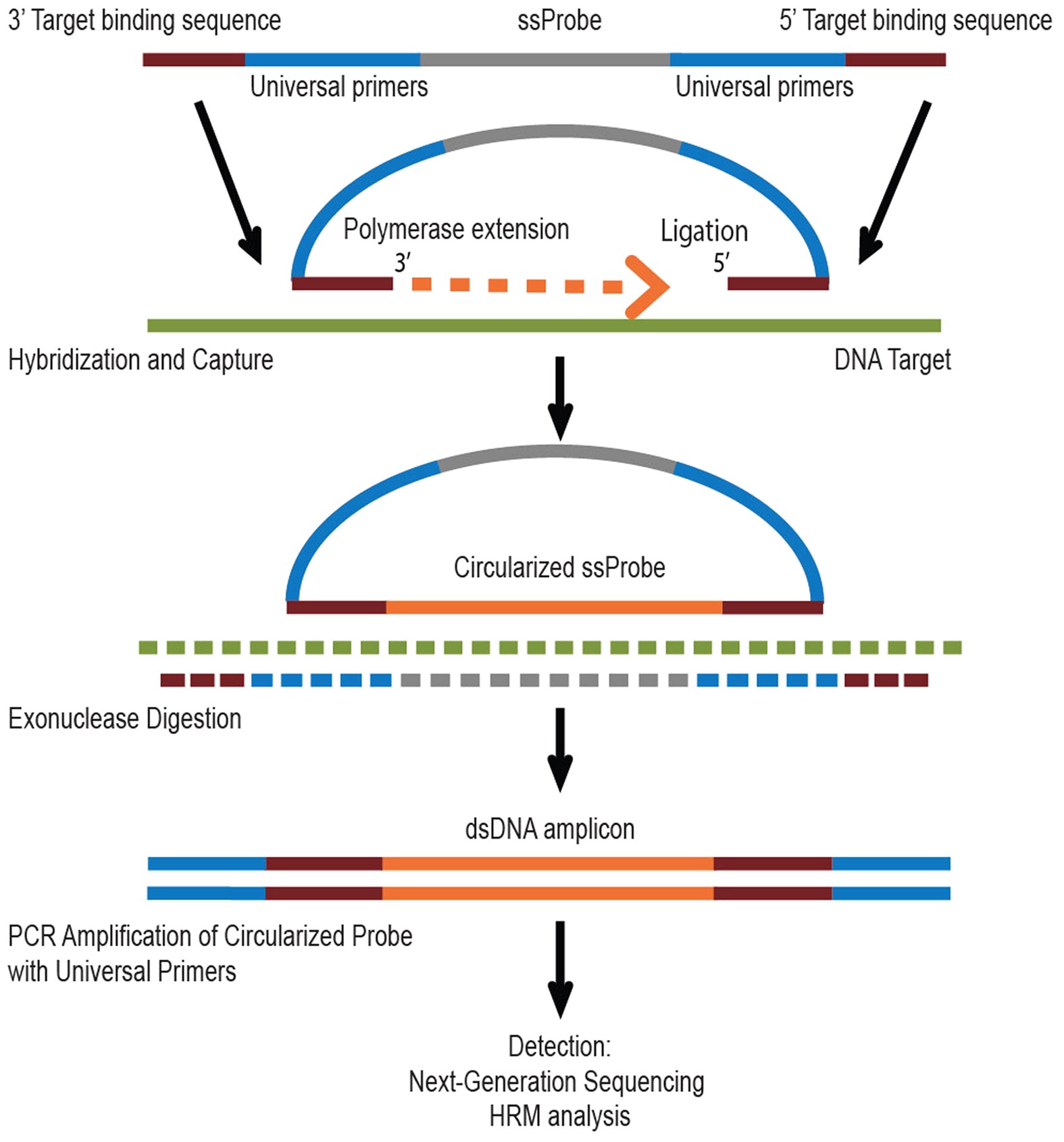 Illumina Sequencing Flow Chart