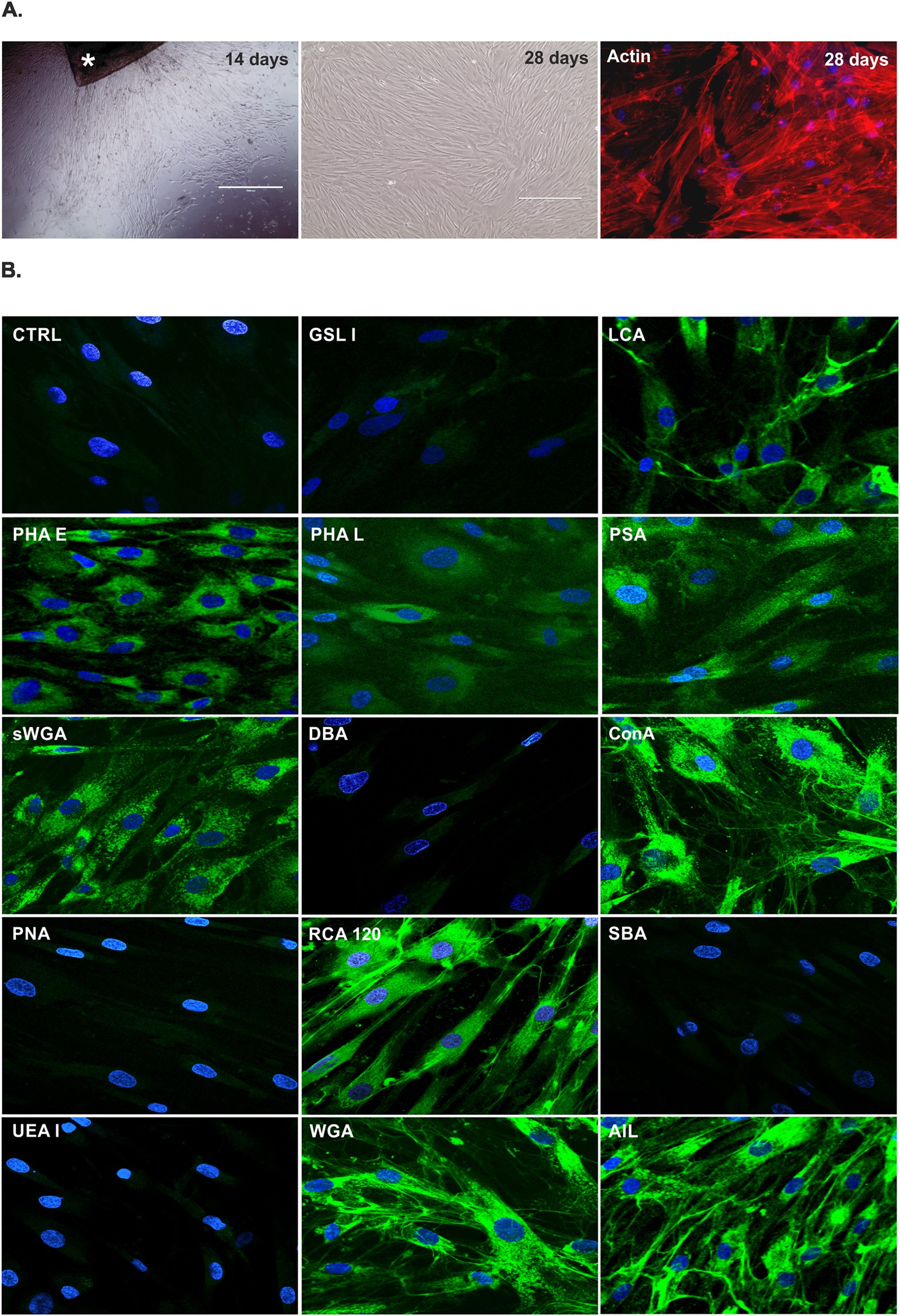 Role Of Human Corneal Stroma Derived Mesenchymal Like Stem Cells In Corneal Immunity And Wound Healing Scientific Reports