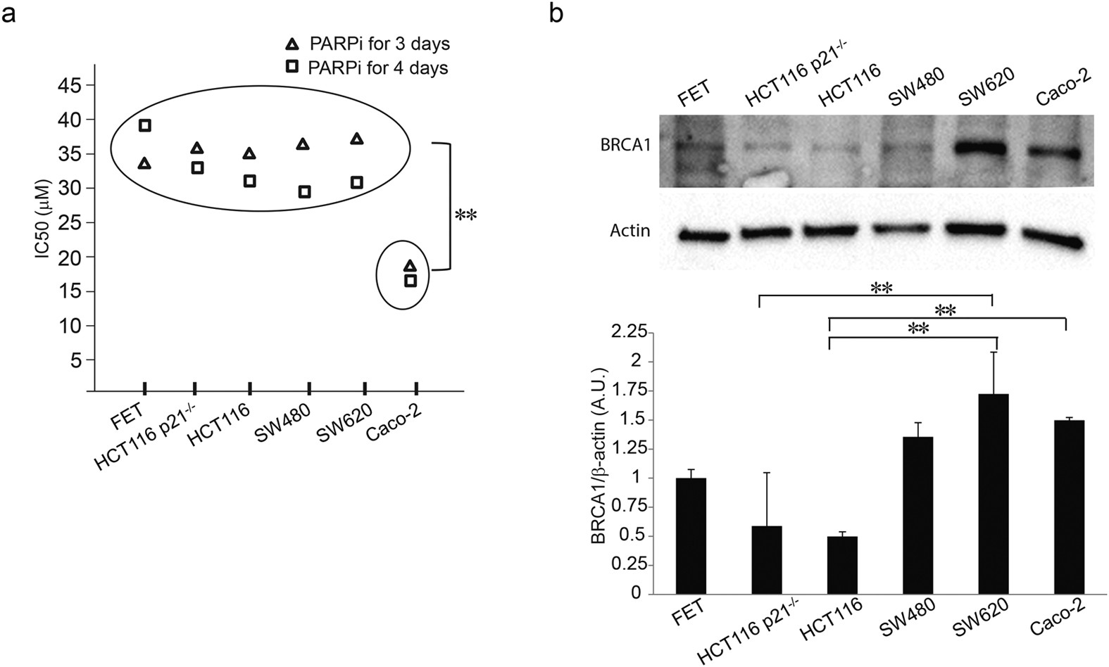 Expression of an Oncogenic BARD1 Splice Variant Impairs Homologous  Recombination and Predicts Response to PARP-1 Inhibitor Therapy in Colon  Cancer | Scientific Reports