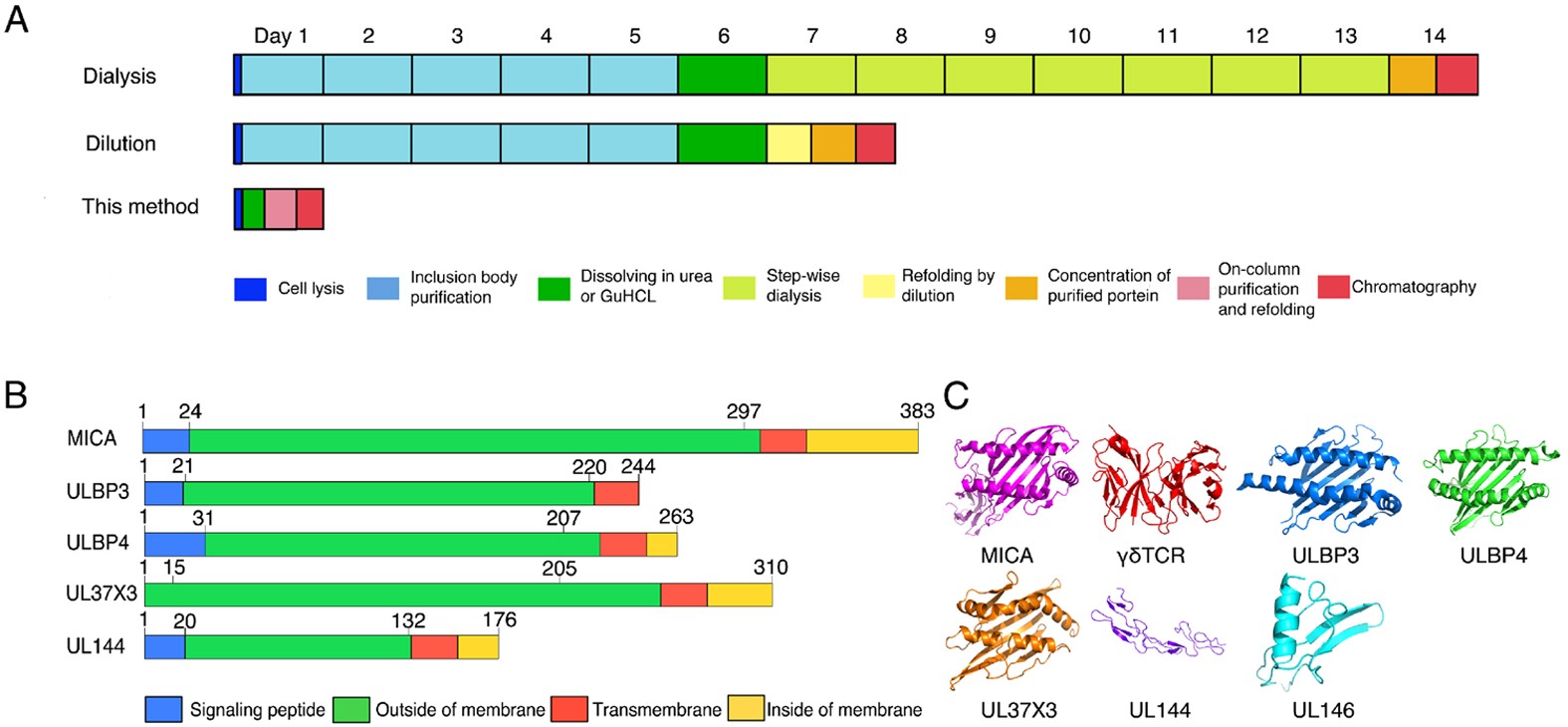 glutathione refolding buffer A Rapid Method for Refolding Cell Surface Receptors and Ligands