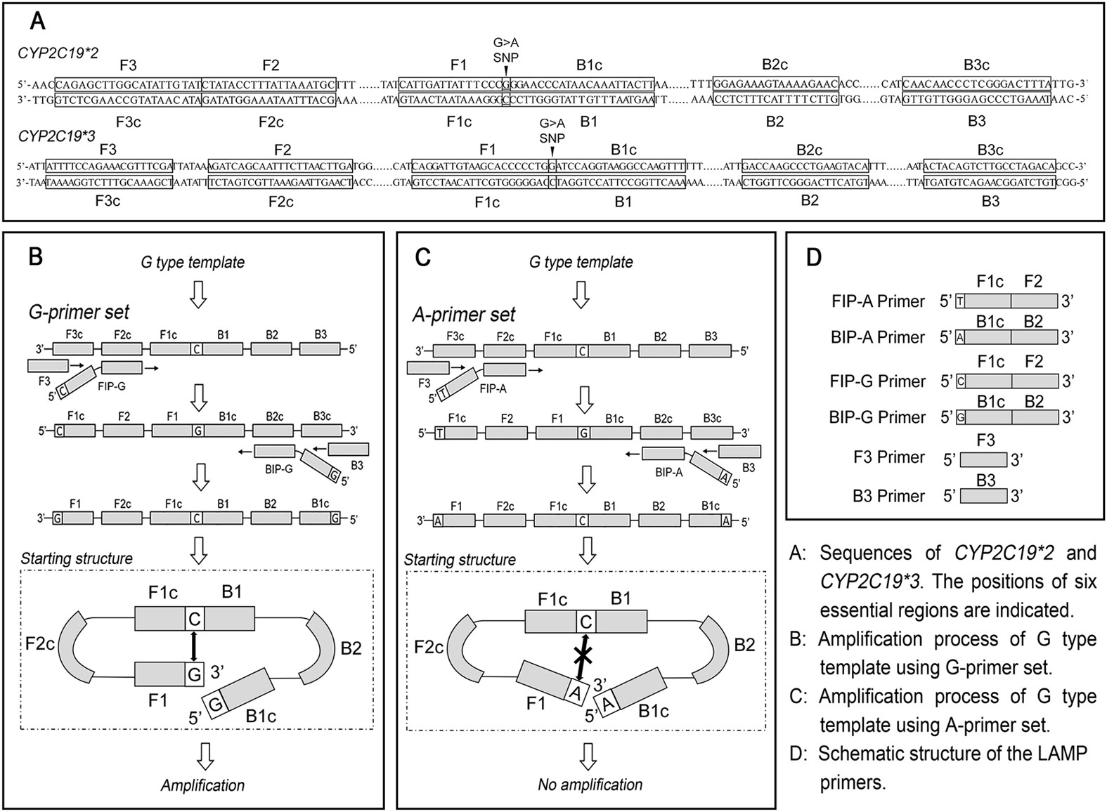 Establishment and application of a real-time loop-mediated isothermal  amplification system for the detection of CYP2C19 polymorphisms |  Scientific Reports