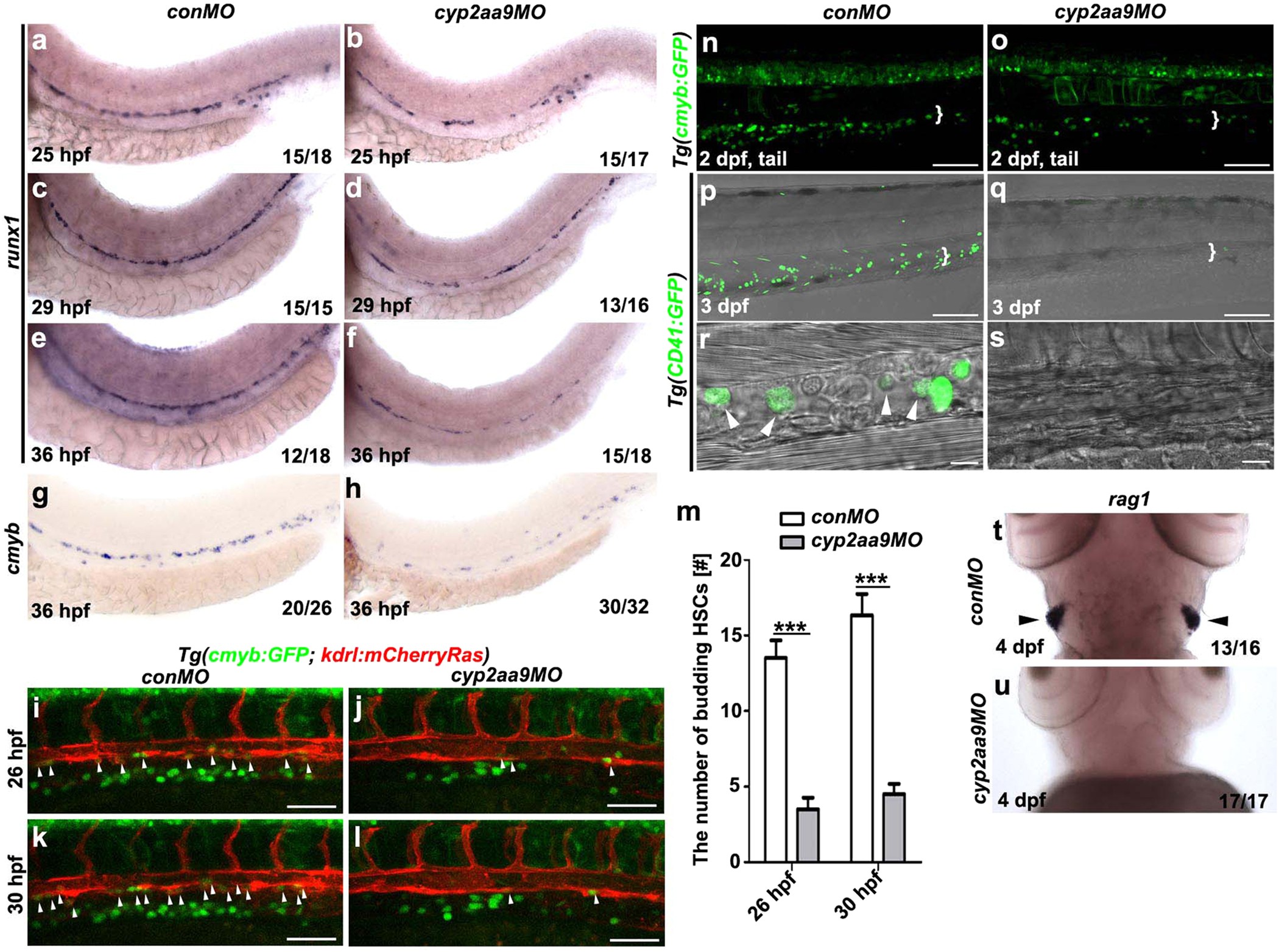 Cyp2aa9 regulates haematopoietic stem cell development in zebrafish |  Scientific Reports