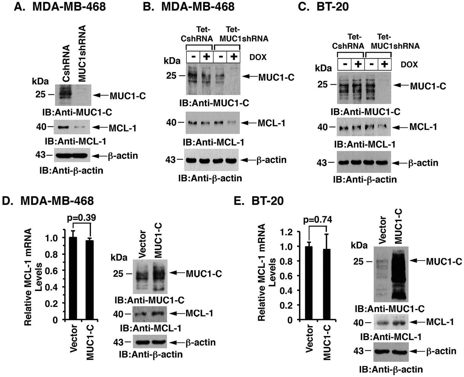 MUC1-C Stabilizes MCL-1 in the Oxidative Stress Response of Triple-Negative  Breast Cancer Cells to BCL-2 Inhibitors | Scientific Reports