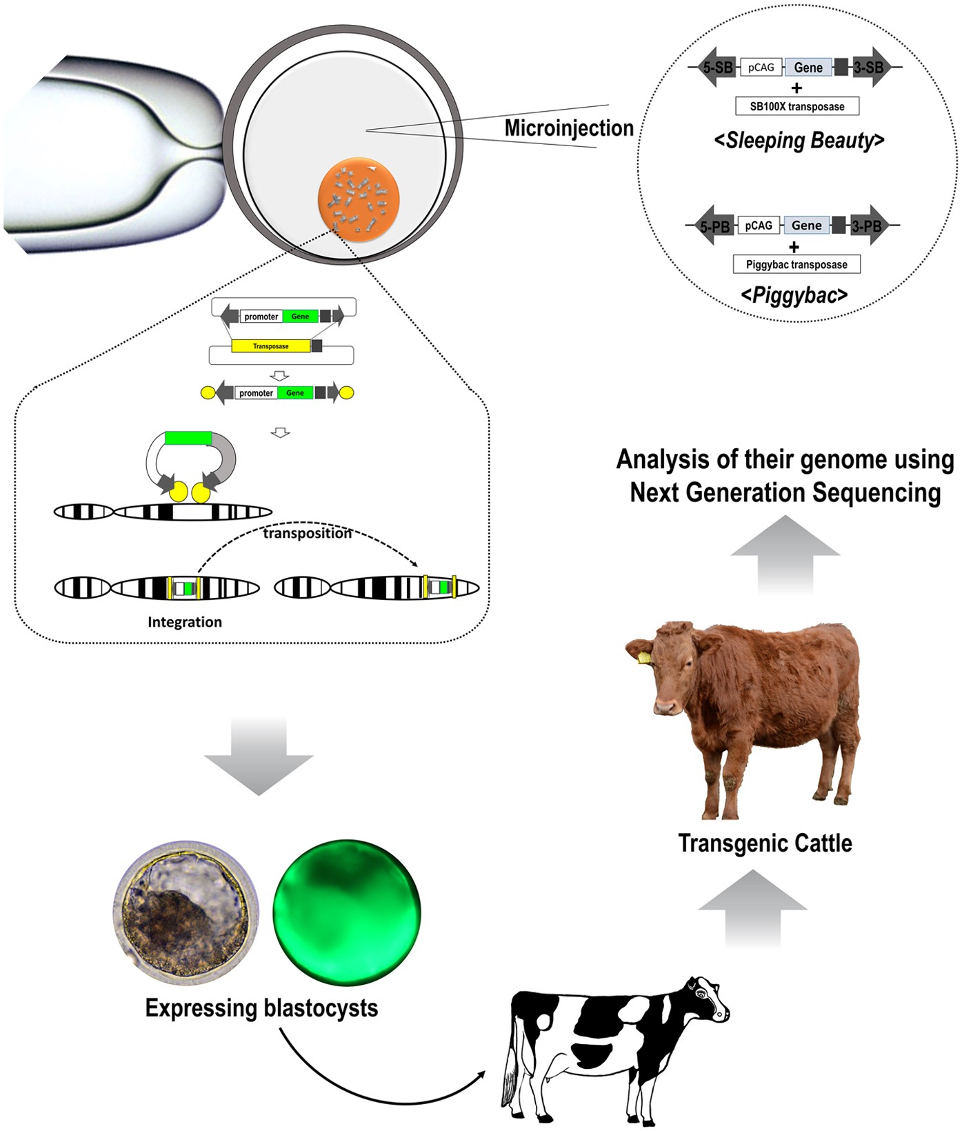 Efficient generation of transgenic cattle using the DNA transposon and their analysis by next-generation sequencing | Scientific Reports Efficient generation of transgenic cattle using the DNA transposon and their analysis by next-generation sequencing | Scientific Reports