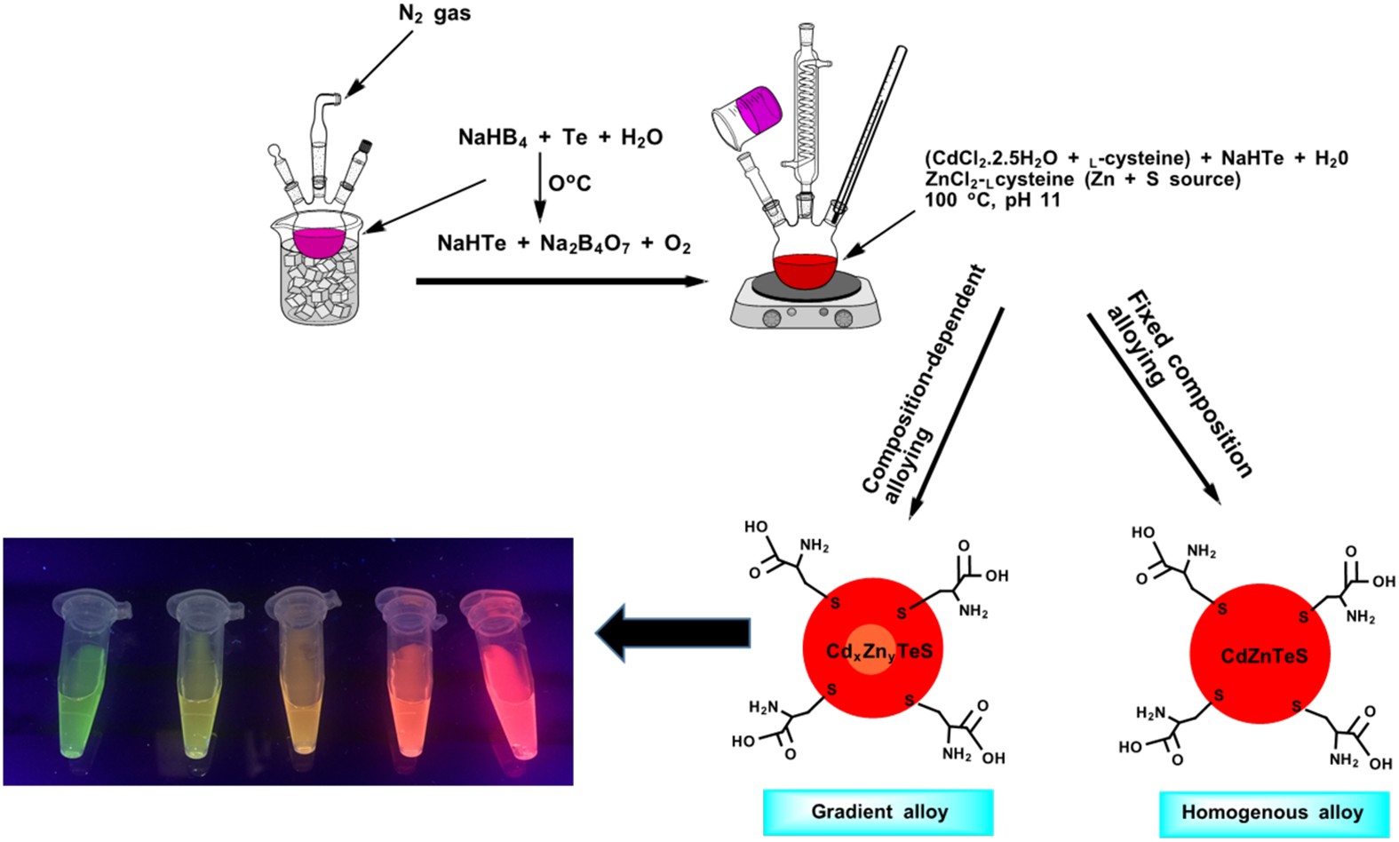 glutathione capped cdse Size-confined fixed-composition and composition-dependent engineered band gap alloying induces different internal structures in L-cysteine-capped alloyed quaternary CdZnTeS quantum dots Recent advances in the