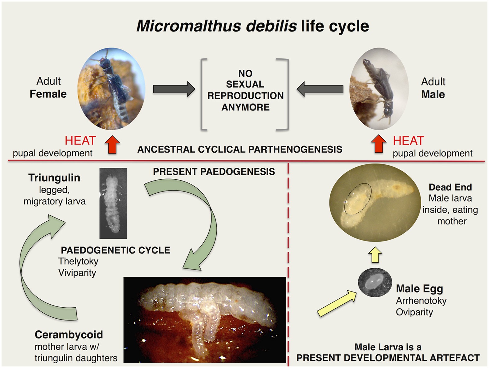 The ghost sex-life of the paedogenetic beetle Micromalthus debilis |  Scientific Reports