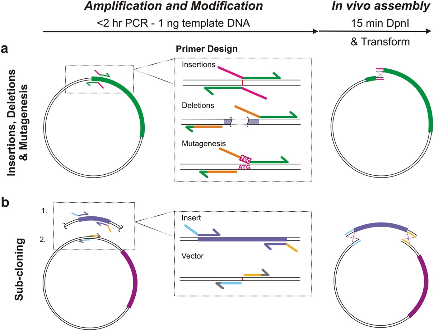 IVA cloning: A single-tube universal cloning system exploiting bacterial In  Vivo Assembly | Scientific Reports