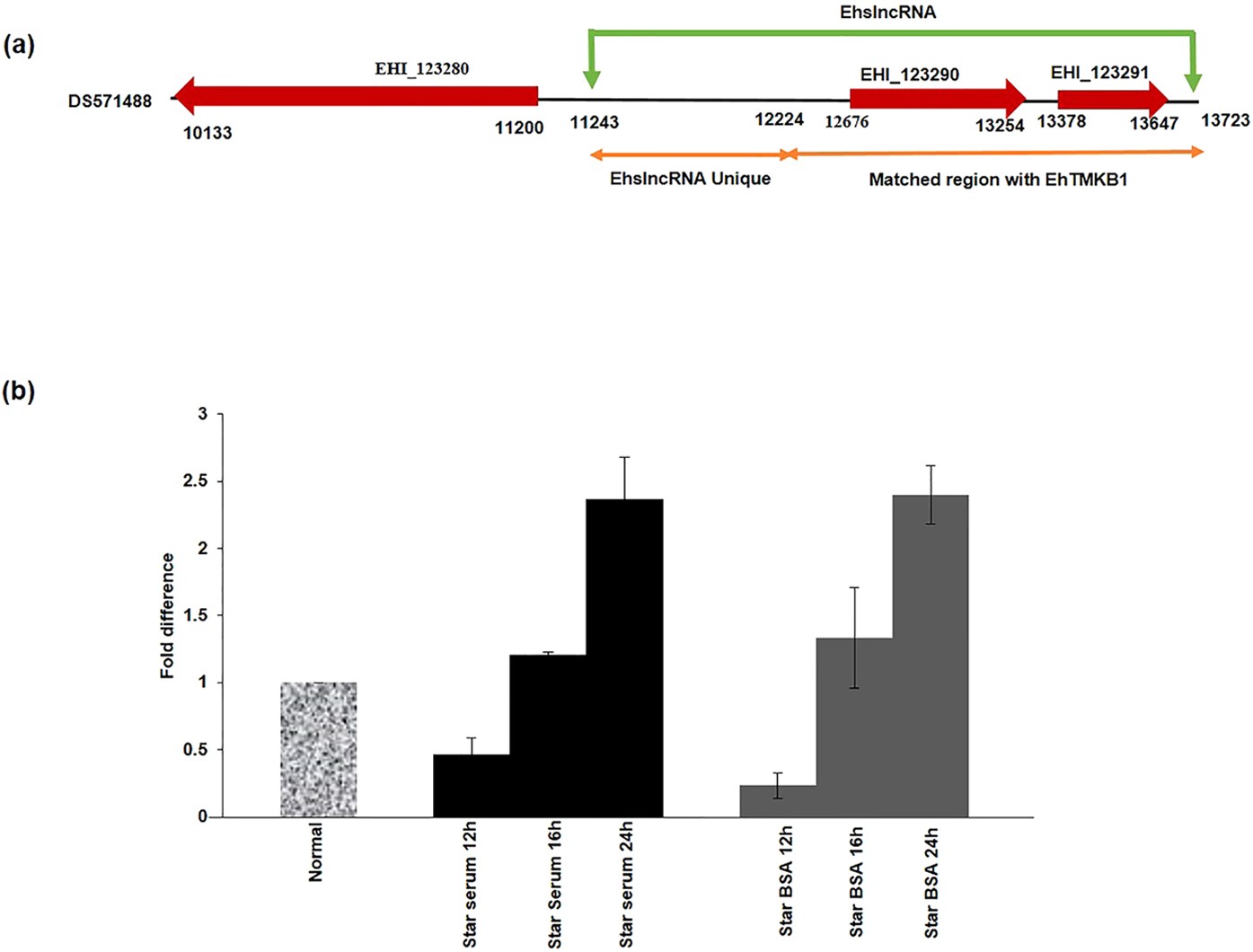serum-stress-responsive-gene-ehslncrna-of-entamoeba-histolytica-is-a-novel-long-noncoding-rna-scientific-reports