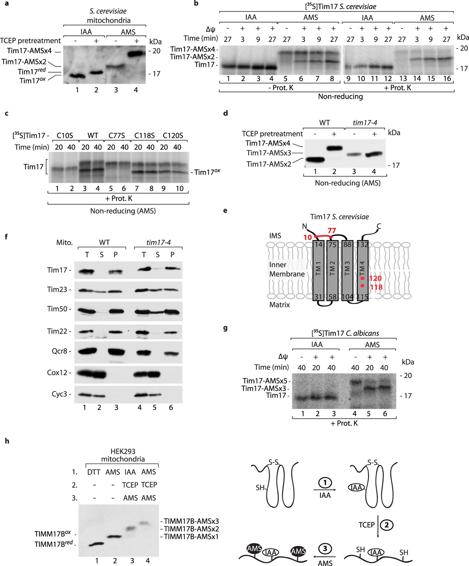 The presence of disulfide bonds reveals an evolutionarily conserved  mechanism involved in mitochondrial protein translocase assembly |  Scientific Reports