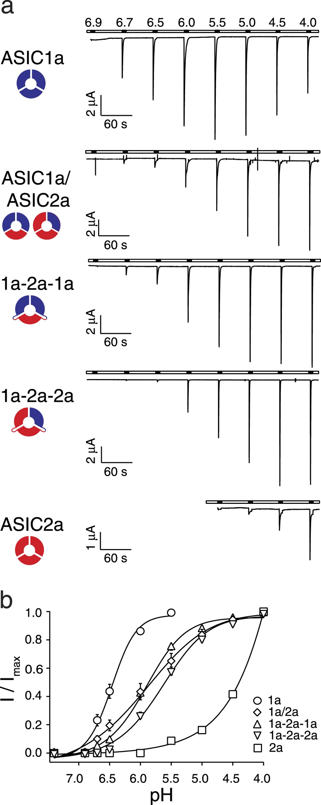 Functional and pharmacological characterization of two different ASIC1a/2a  heteromers reveals their sensitivity to the spider toxin PcTx1 | Scientific  Reports