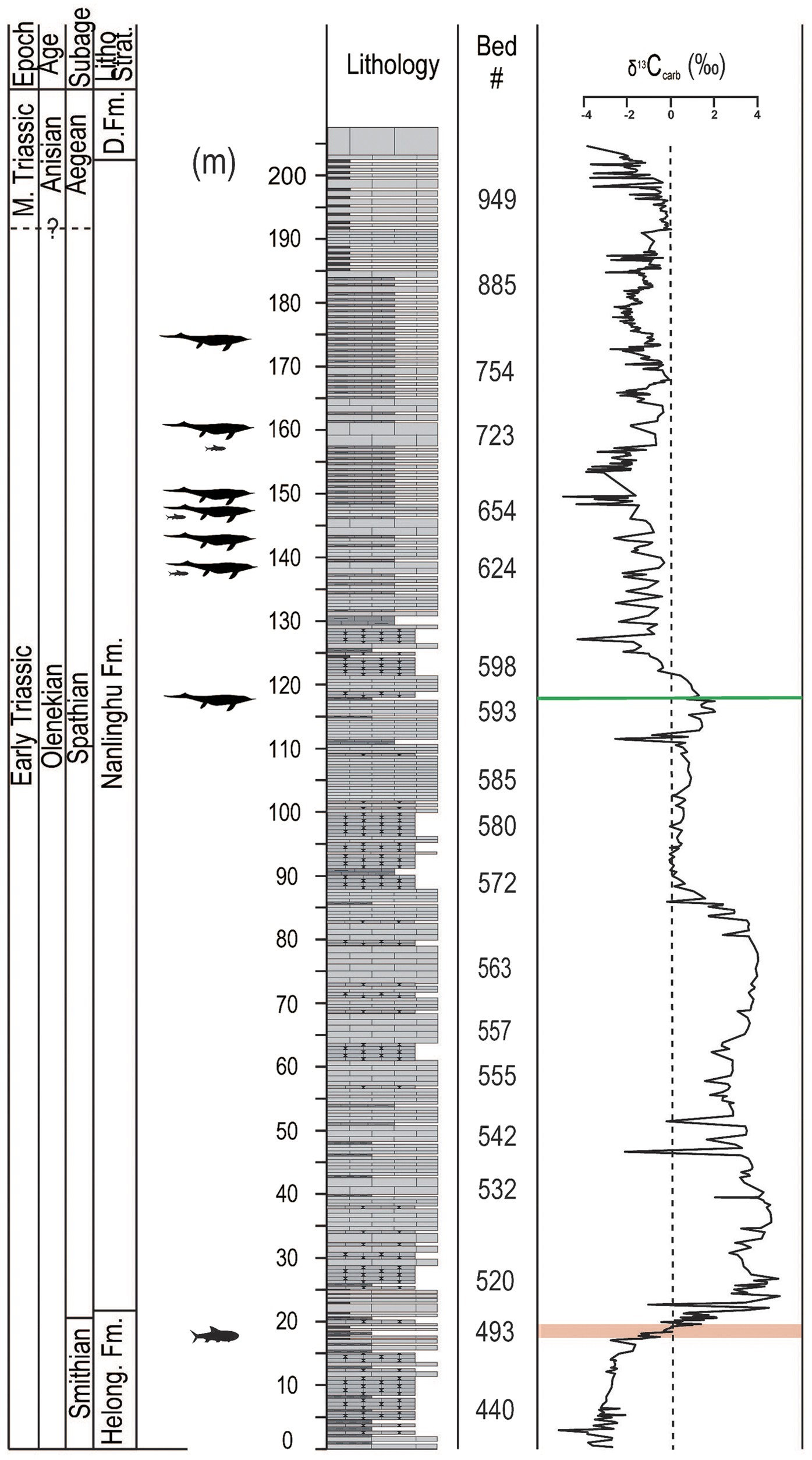 Late Permian (P.) to early Early Triassic (A) δ 13 C, (B) δ 238 U, and