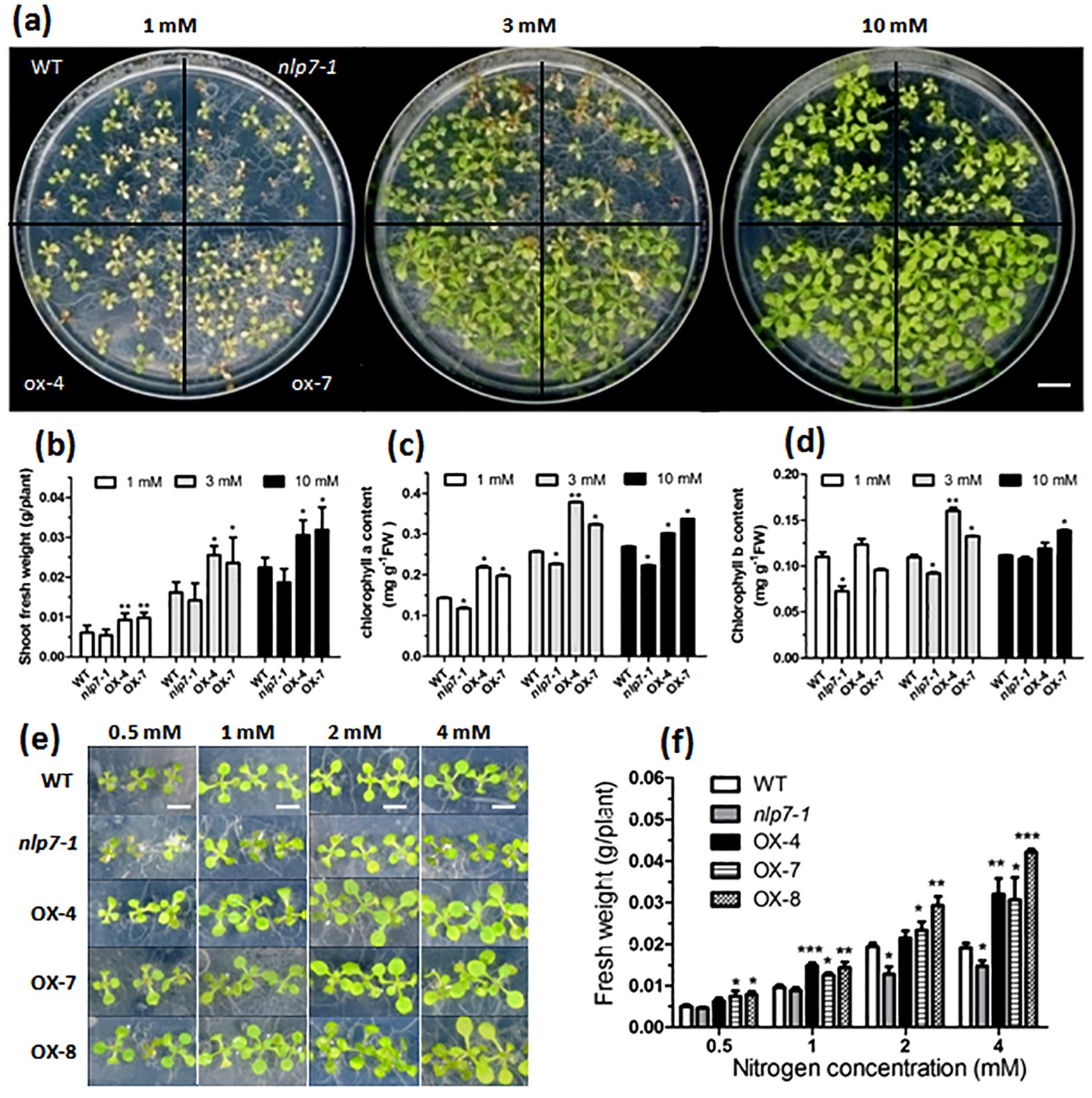 Overexpression of Arabidopsis NLP7 improves plant growth under both nitrogen-limiting  and -sufficient conditions by enhancing nitrogen and carbon assimilation |  Scientific Reports